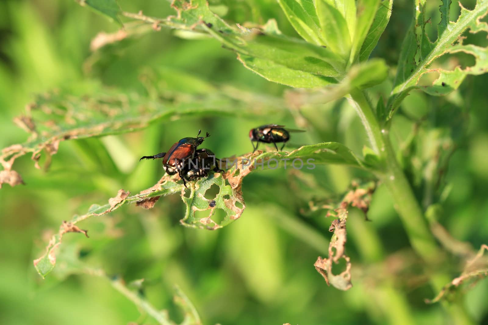 Japanese Beetle mating in early morning sun with fly