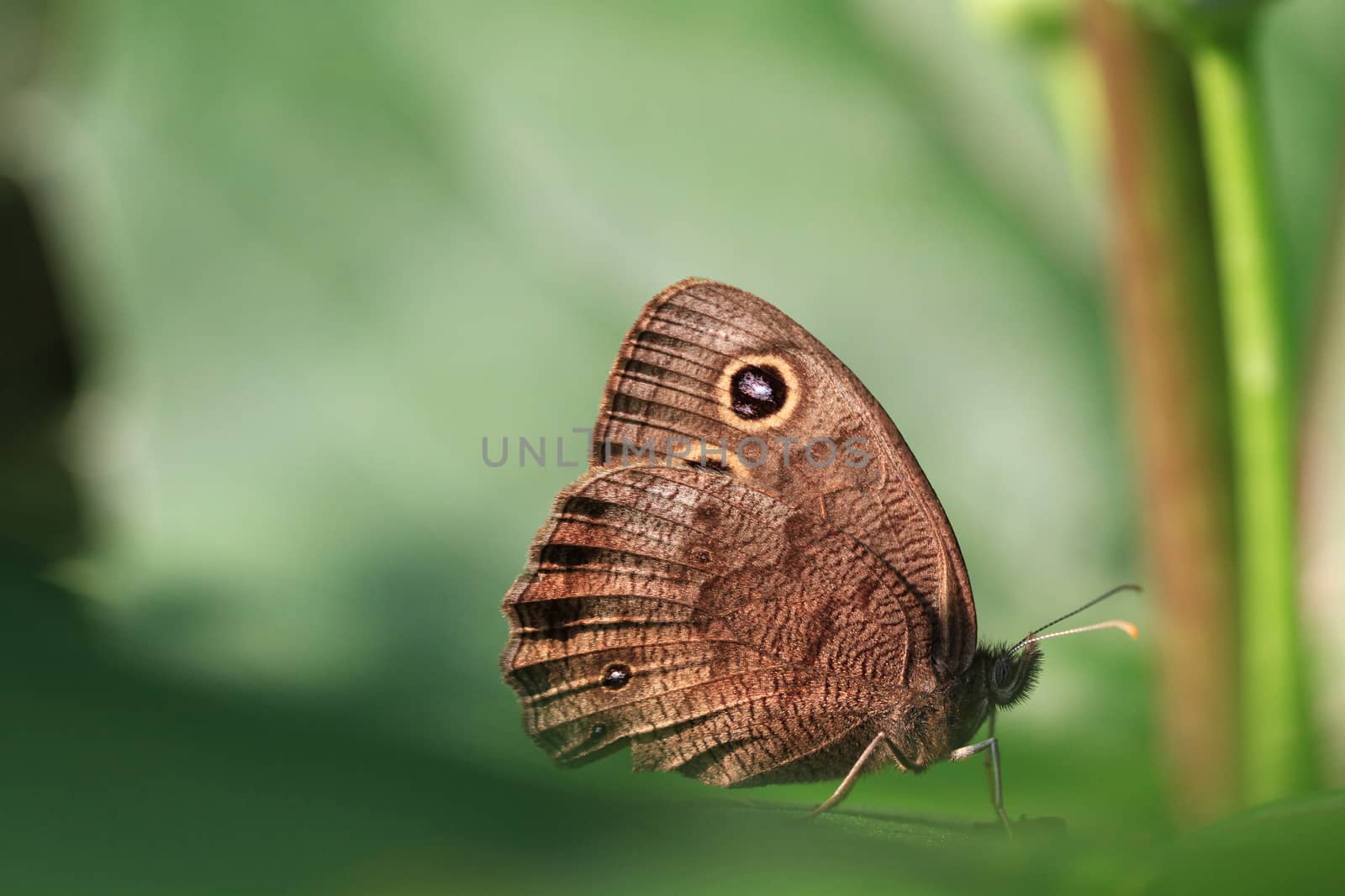Pearly Eye Butterfly warming in early morning sun