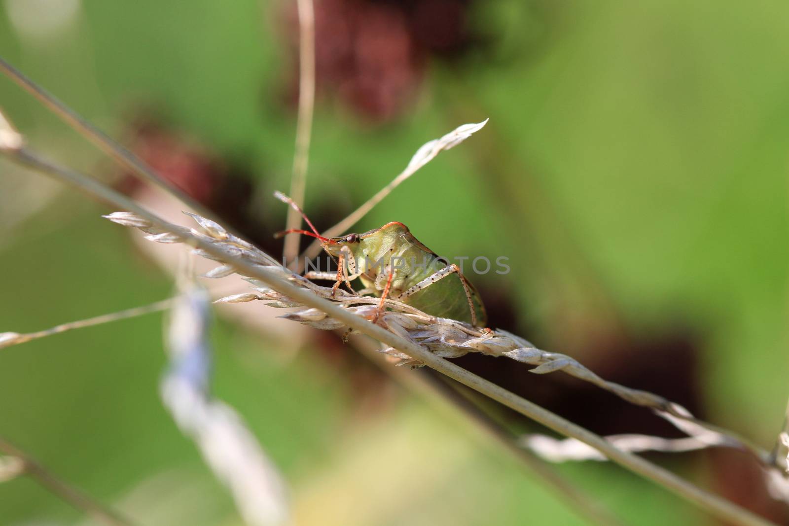 Stink Bug in grass in early morning sun