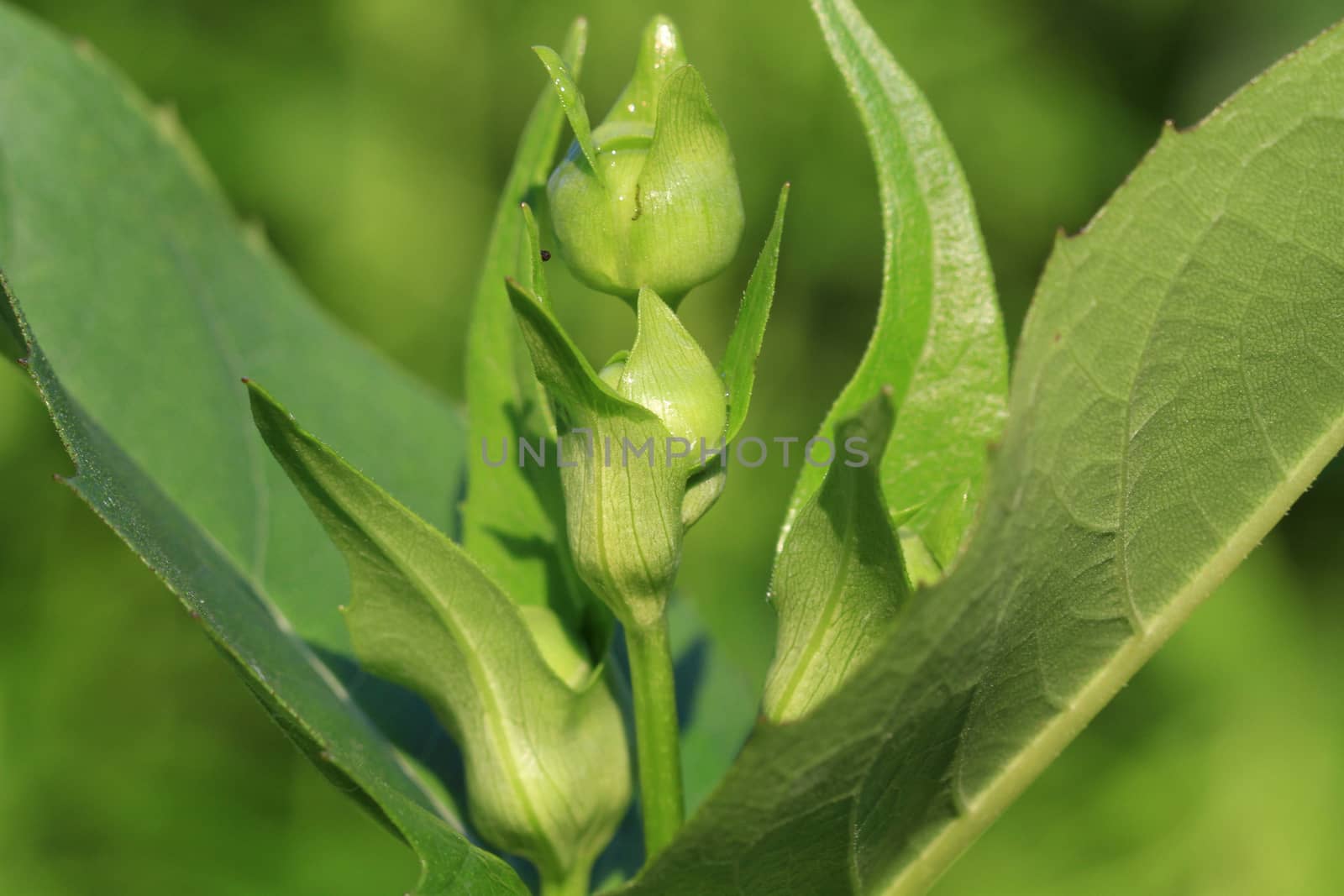 Sunflower flower bud in early morning sun