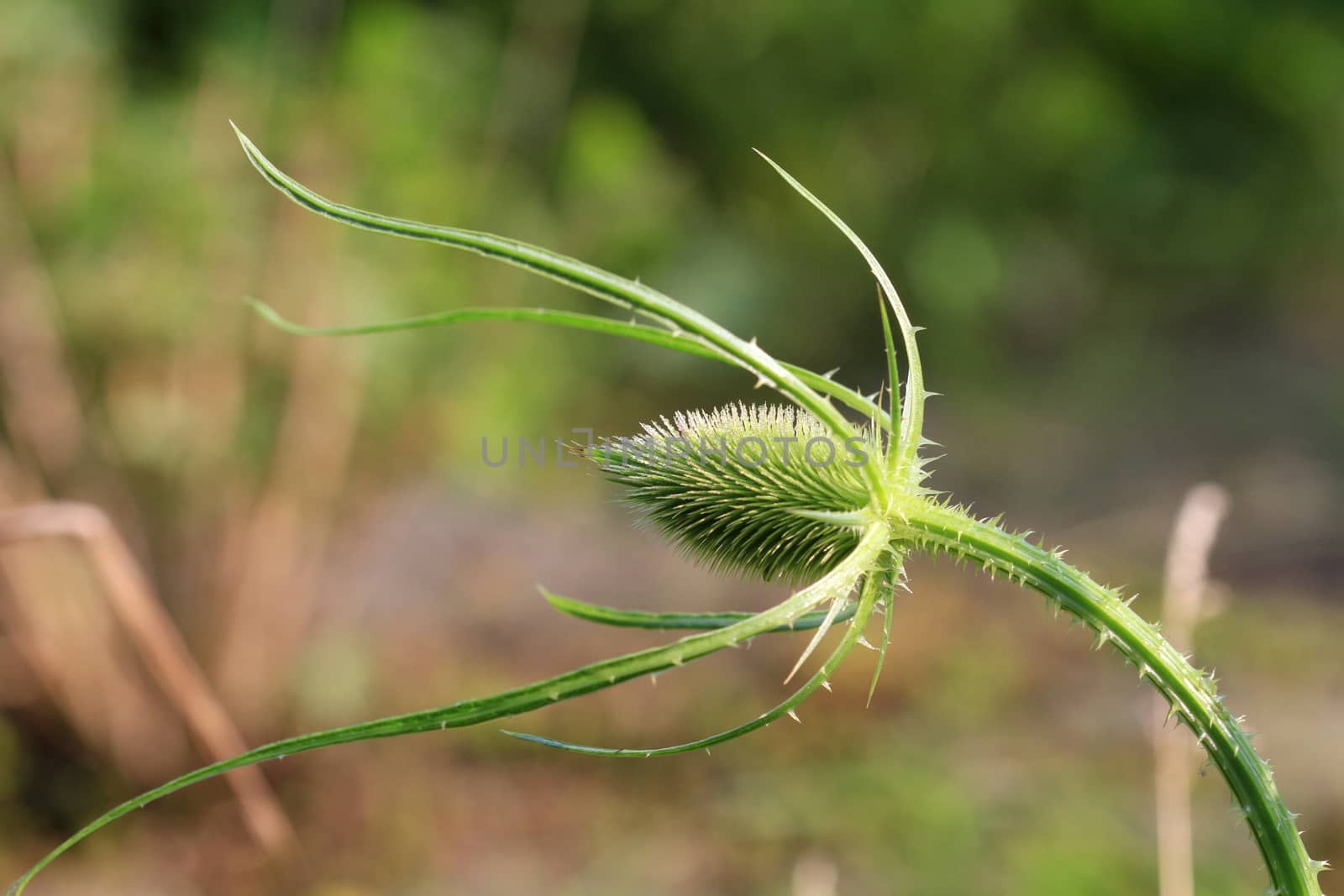 Teasel in early morning sun with dew
