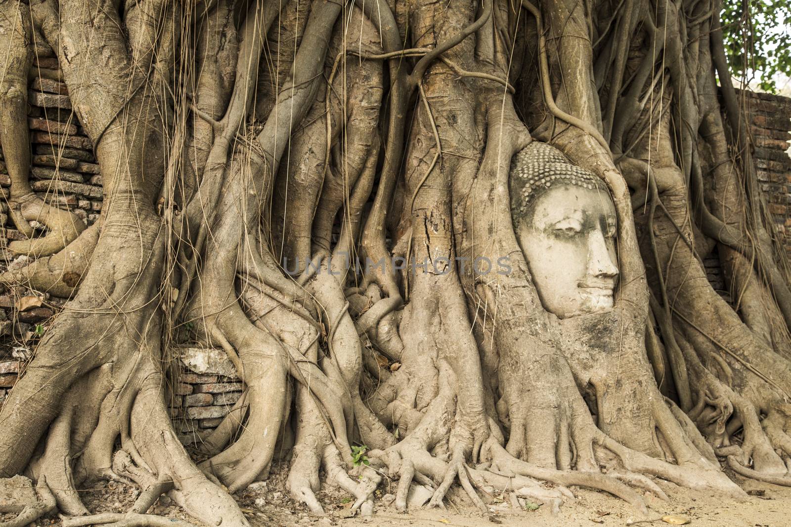 Head of Sandstone Buddha in The Tree Roots at Wat Mahathat, Ayutthaya, Thailand