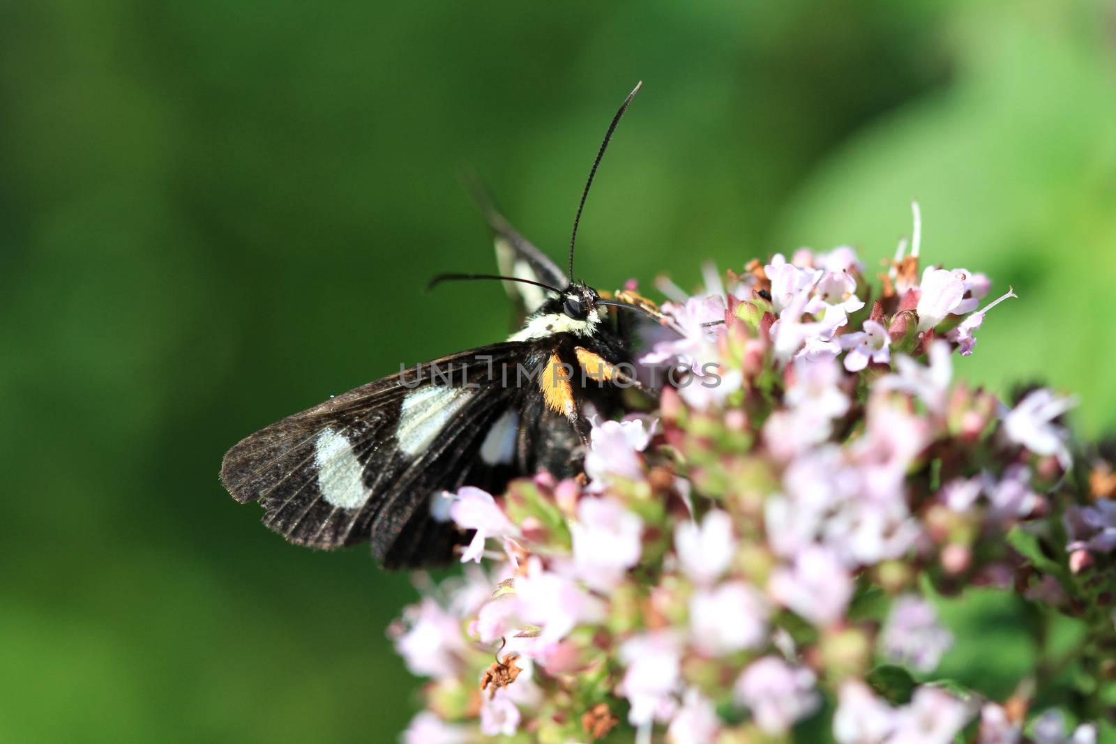 White-spotted Sable Moth feeding in early morning sun