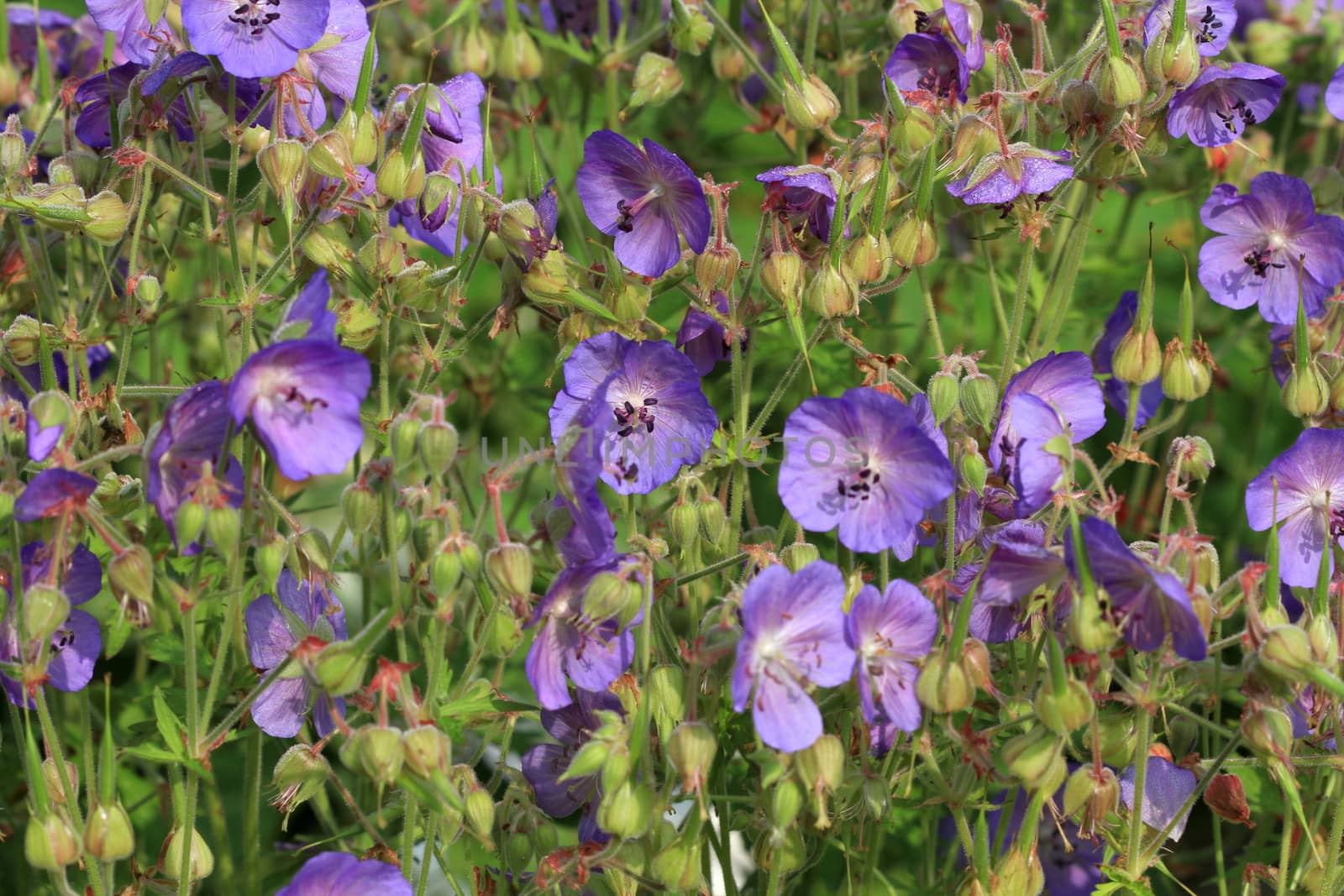 Wild Geranium flower in early morning sun
