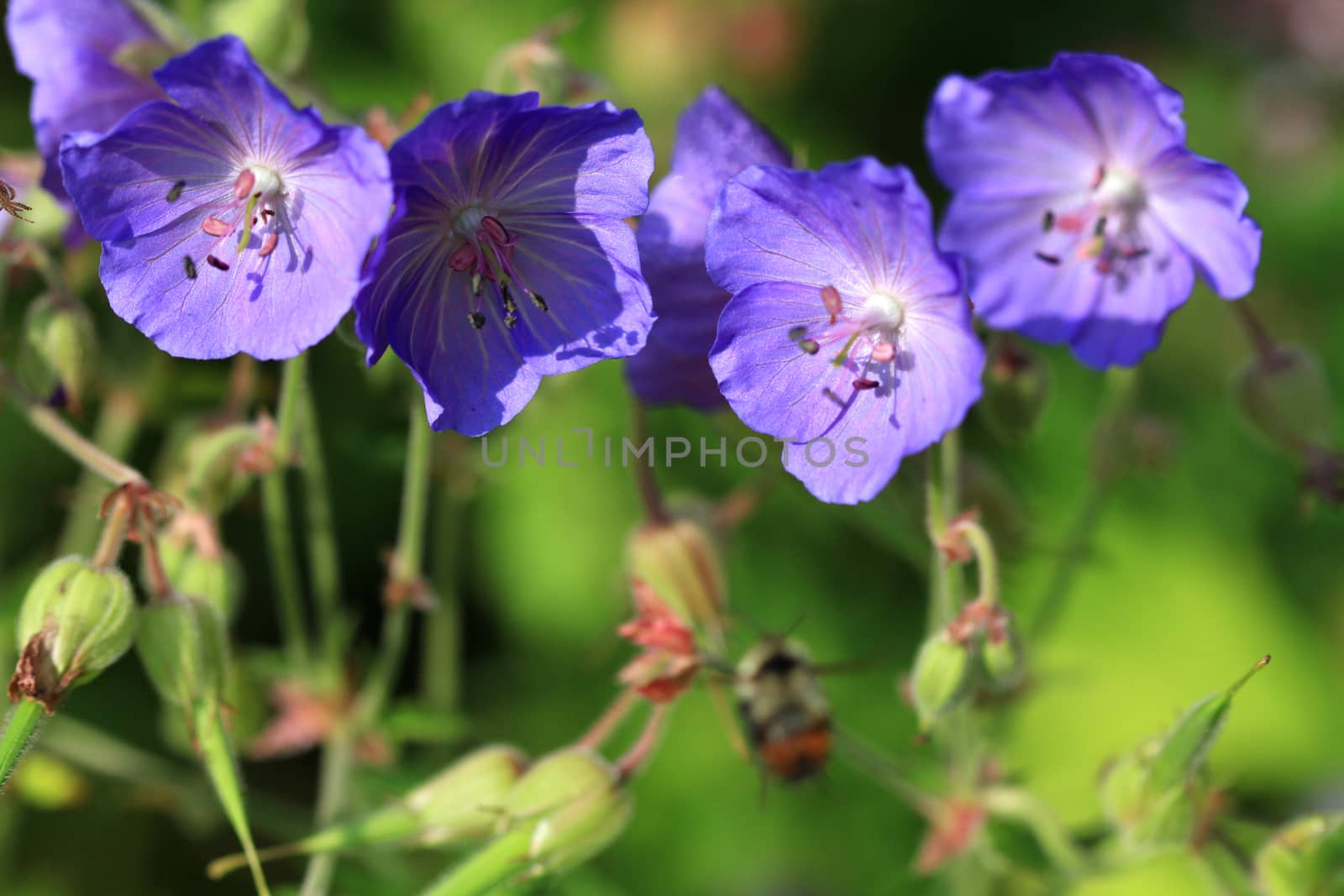 Wild Geranium flower in early morning sun