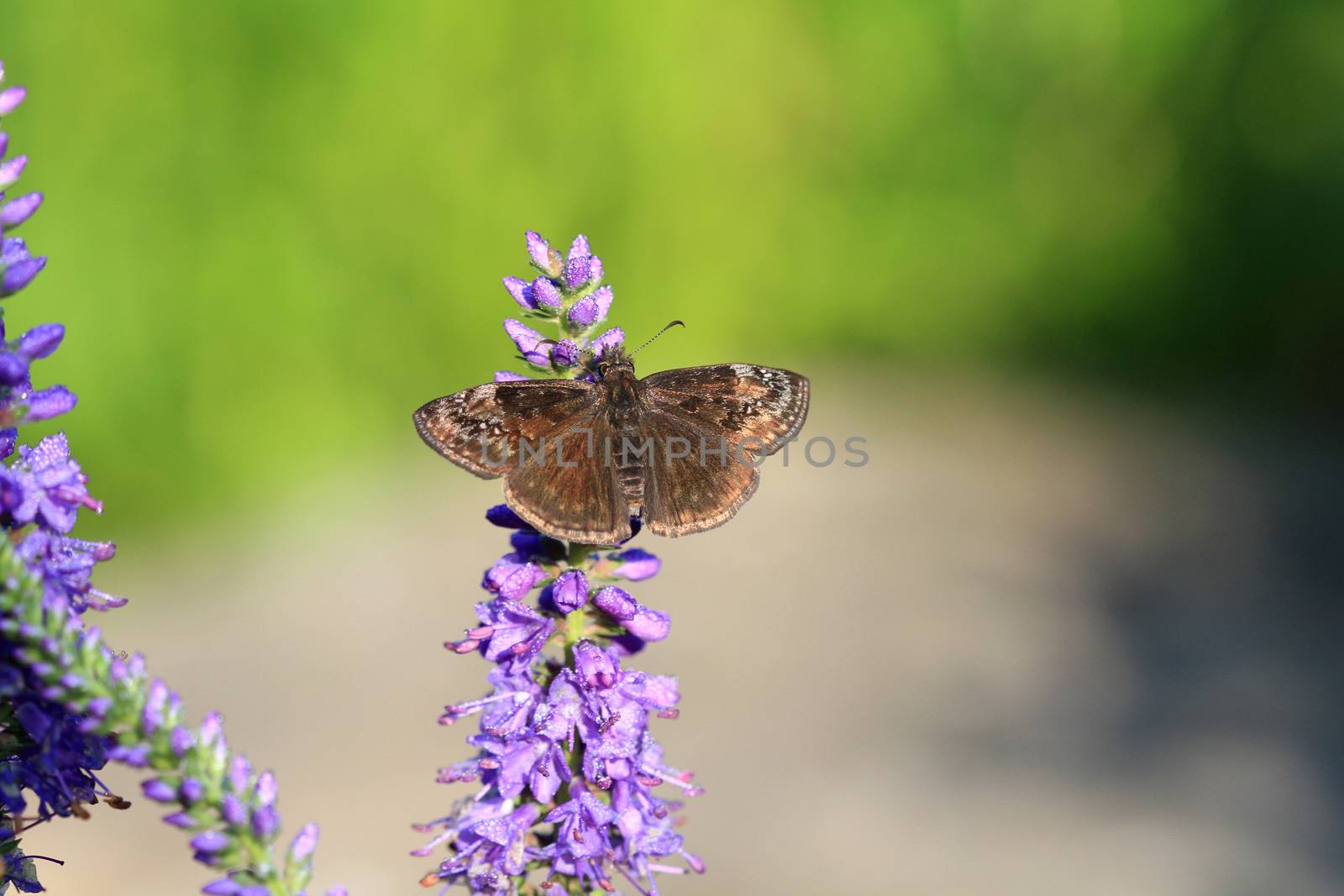 wild indigo duskywing butterfly warming in morning sun