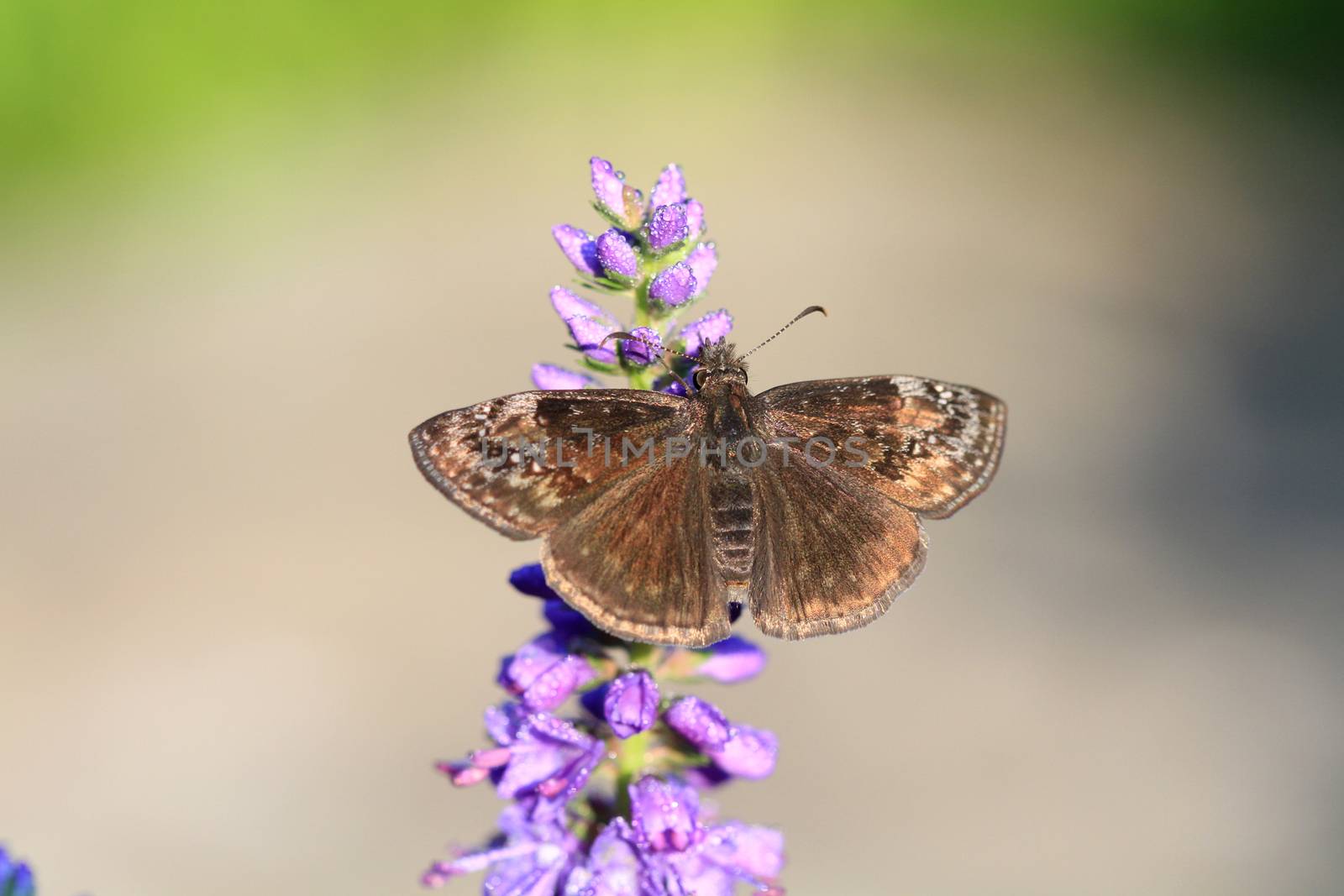 wild indigo duskywing butterfly warming in morning sun