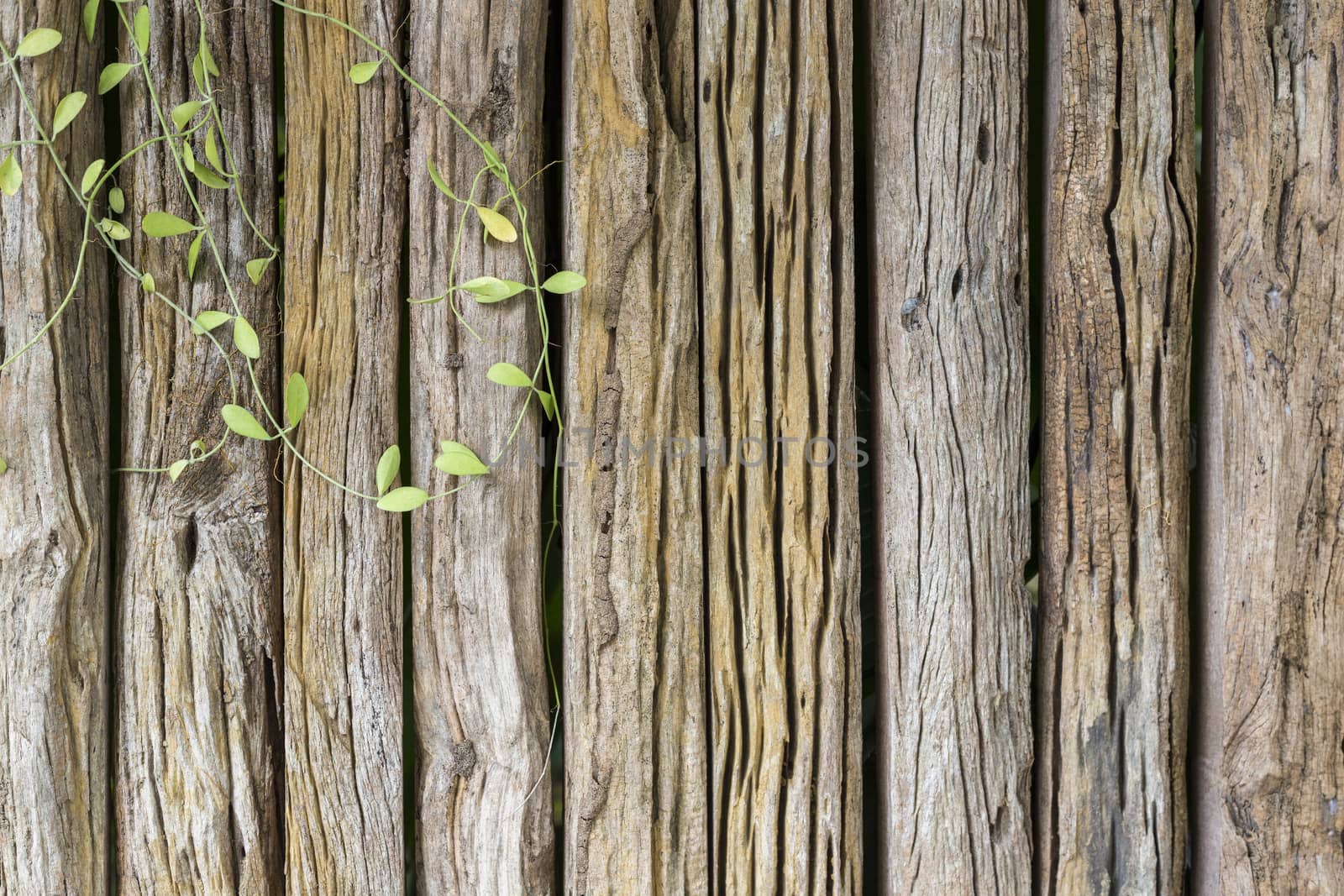 Old wood planks wall texture background