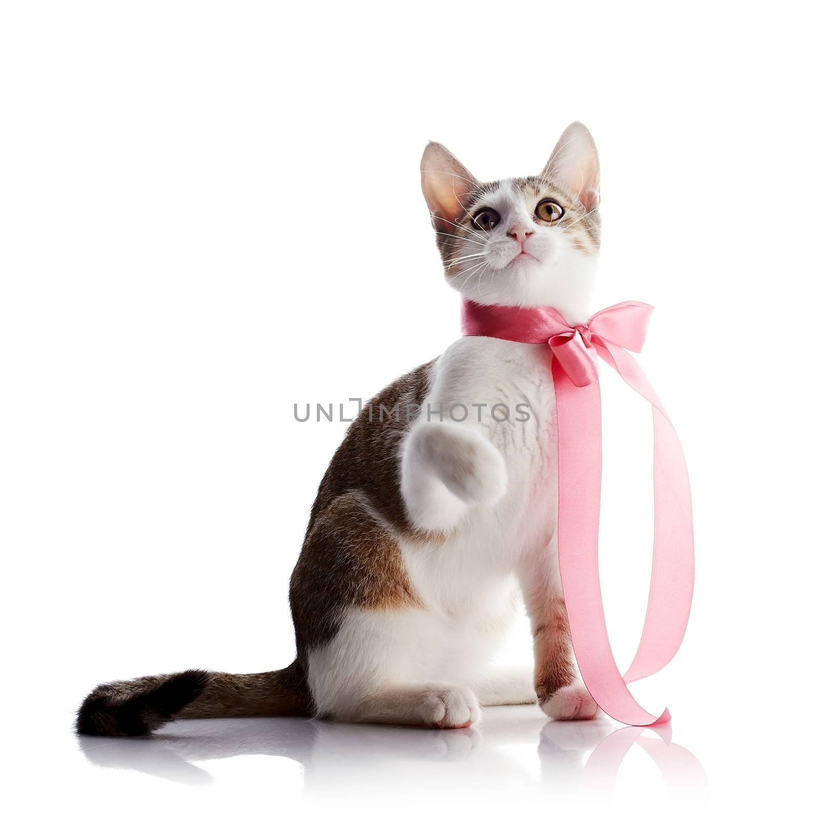 The kitten with a pink tape sits on a white background. by Azaliya