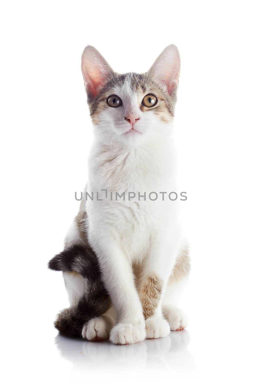 The kitten sits on a white background. by Azaliya