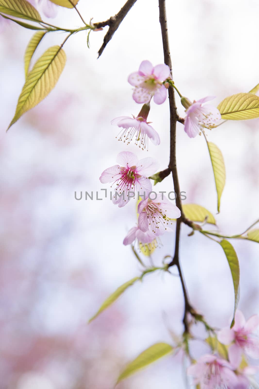 Sakura pink blossom flowers with blur background. by 2nix