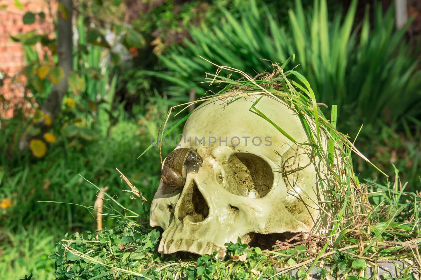 still life skull in the garden at the backyard of the house