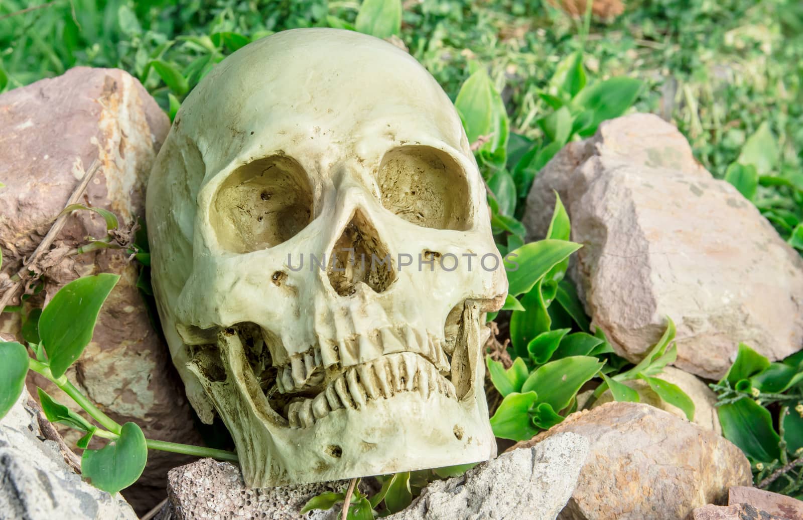 human skull on the rocks in the garden at the backyard