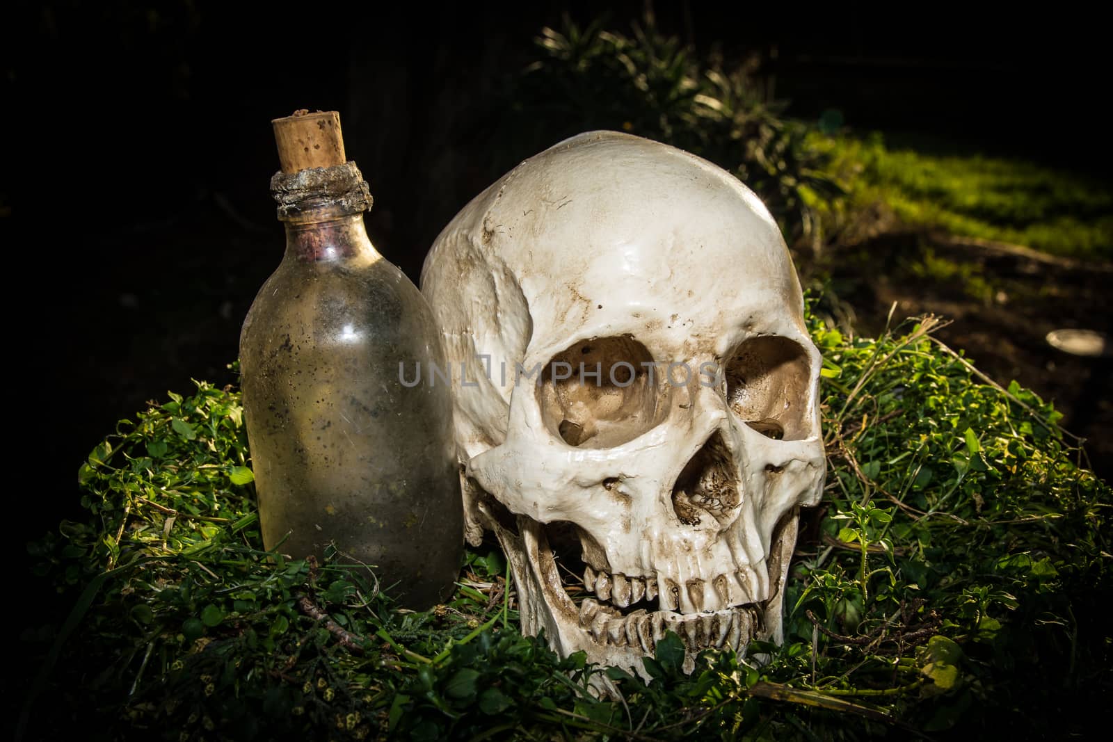 still life skull in the garden at the backyard of the house