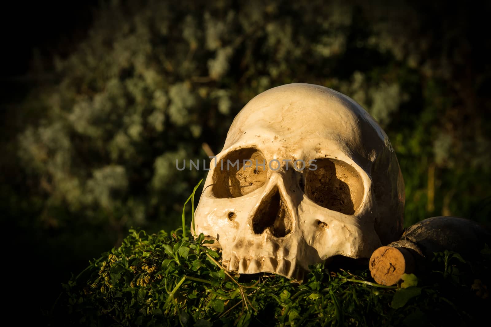 still life skull in the garden at the backyard of the house