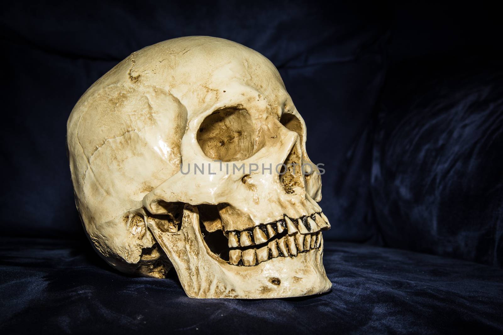 the gorgeous still life human skull on the blue background