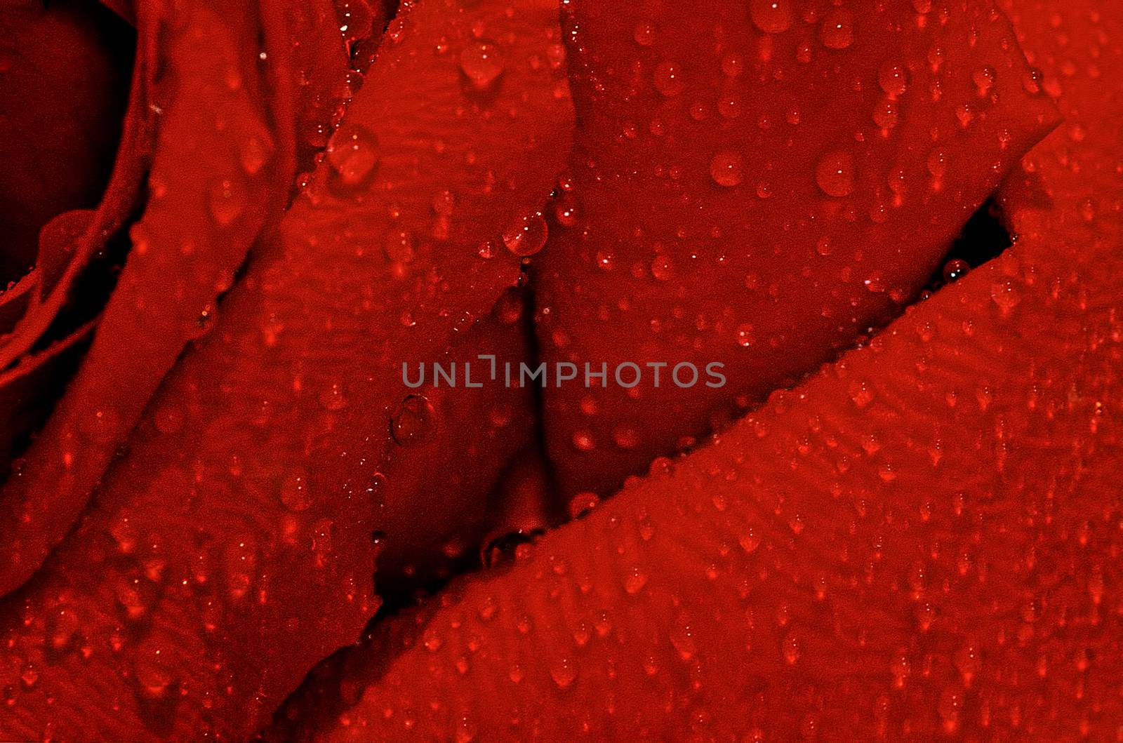 Wet Red Rose 0103 by aLunaBlue