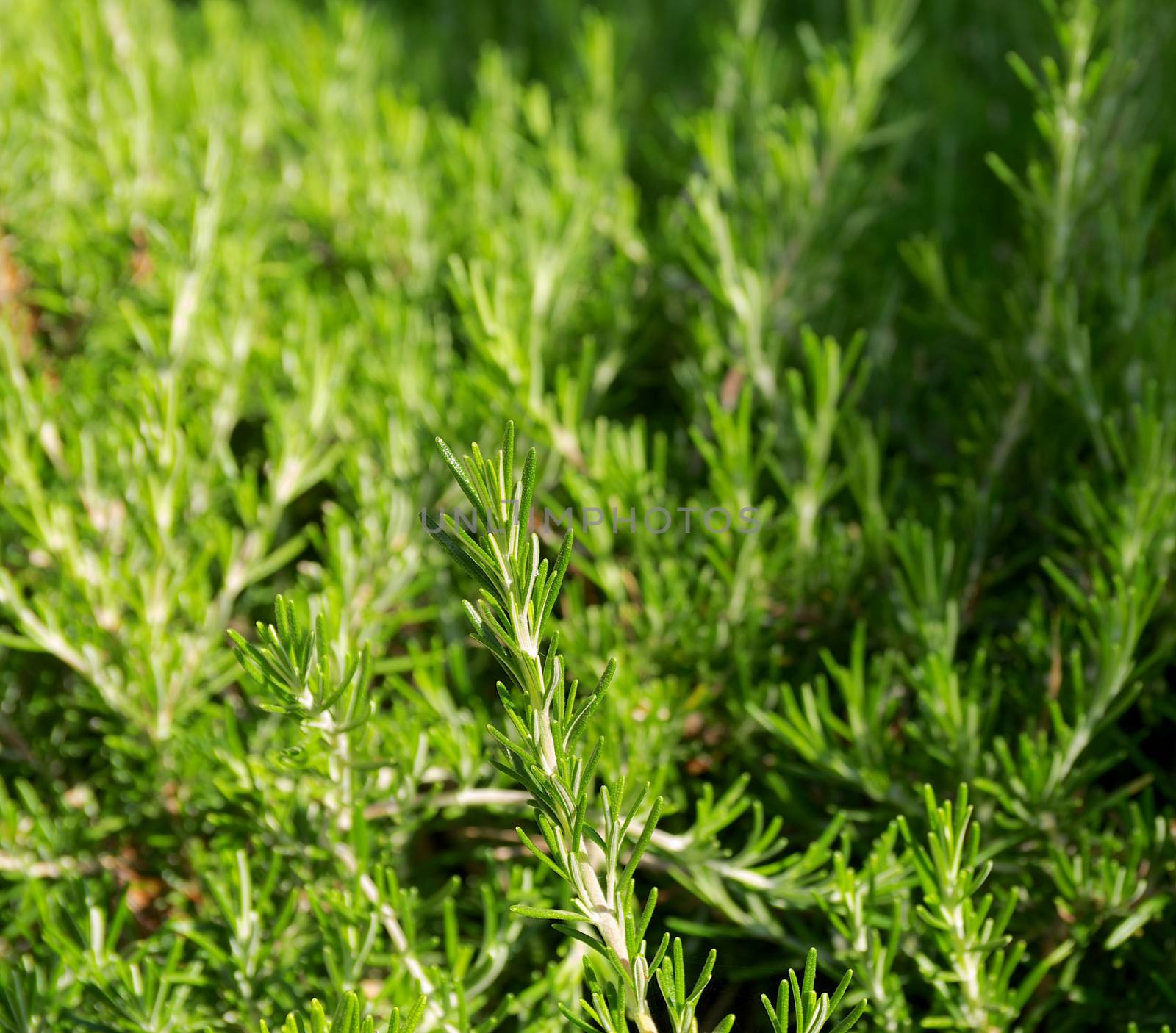 Fresh Green Rosemary in Garden closeup Outdoors. Selective Focus