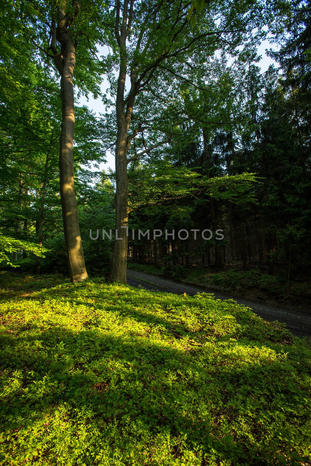 Forest - beautiful evening sunshine in a forest