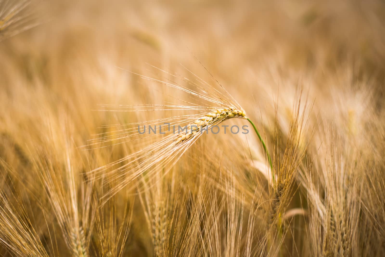 Ripe barley (lat. Hordeum) by viktor_cap