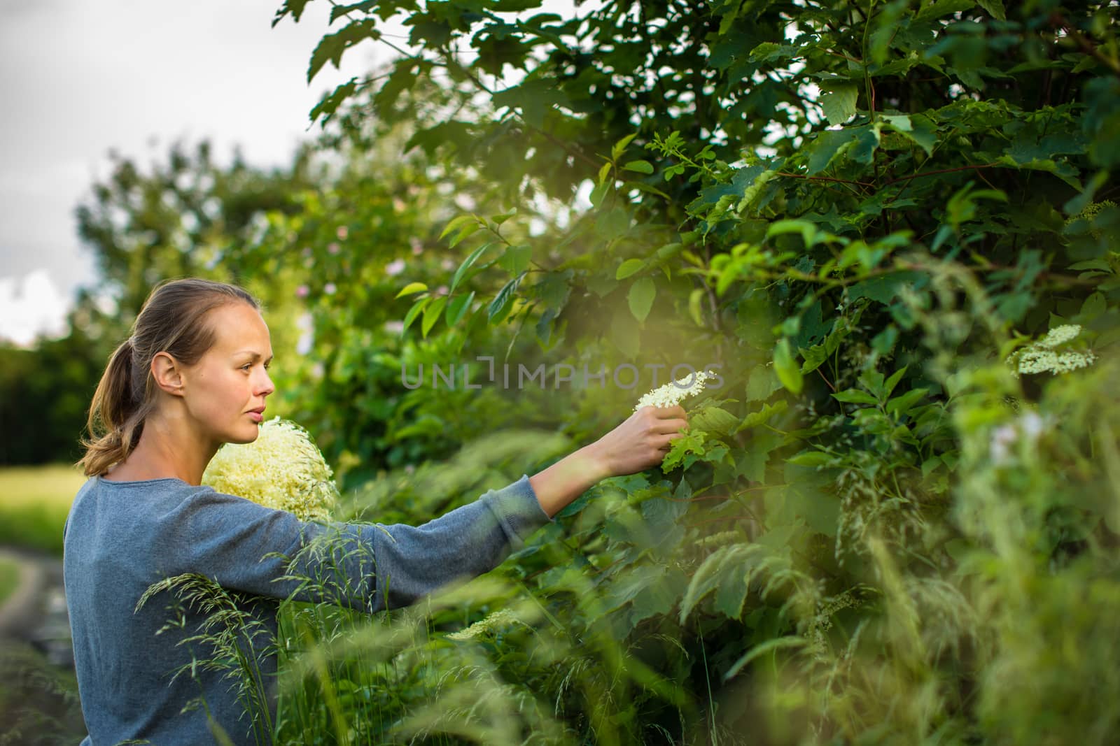Young woman picking elderflower to make an infusion at home by viktor_cap
