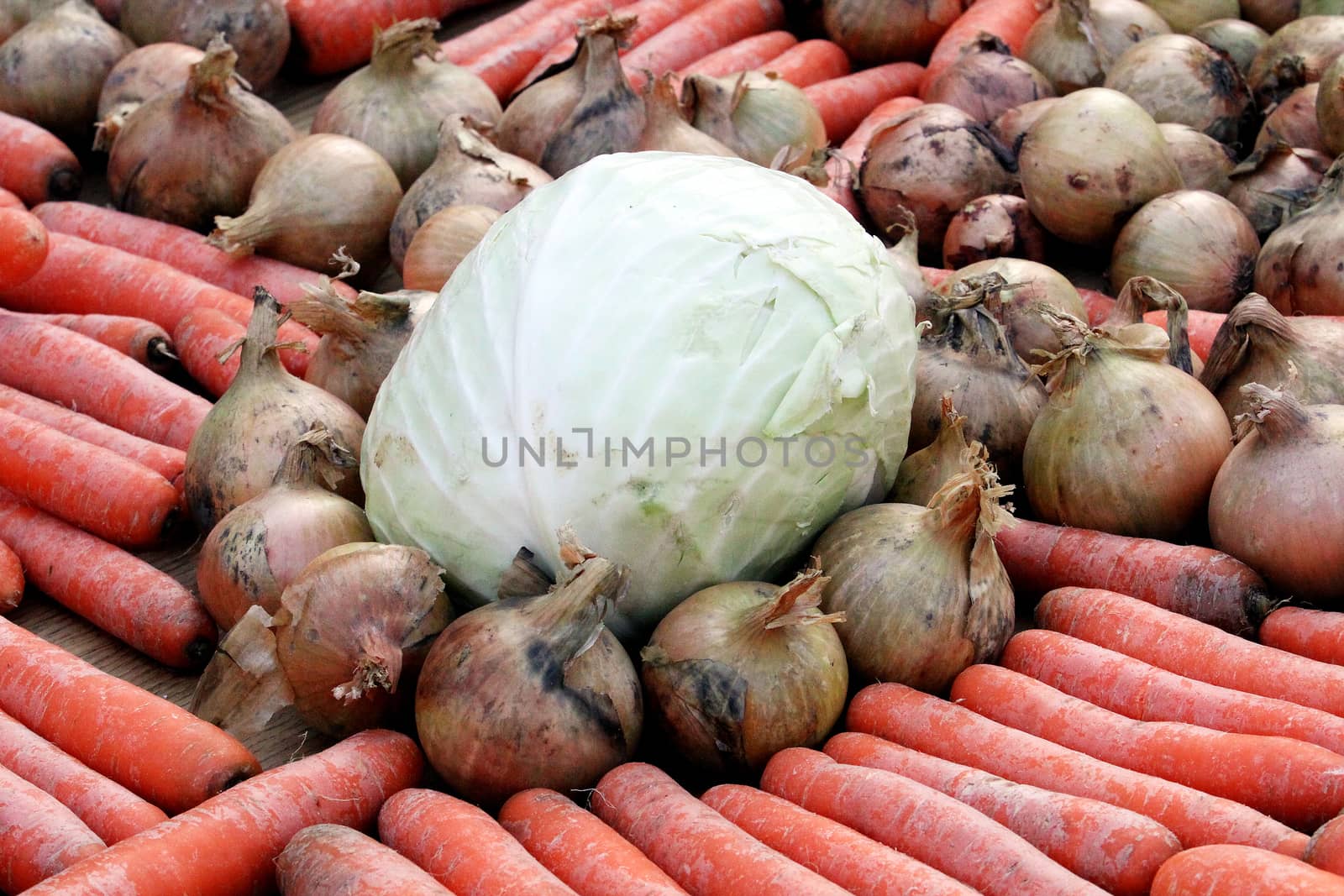 Autumn trade fair.Vegetables. Carrots, cabbage and onions by Maris