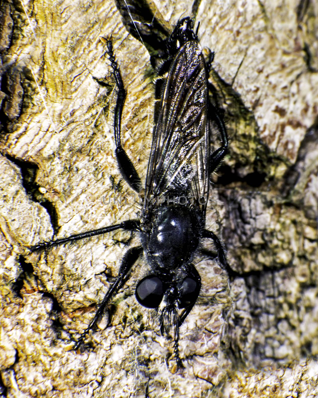 Violet black-legged robber fly on a tree trunk