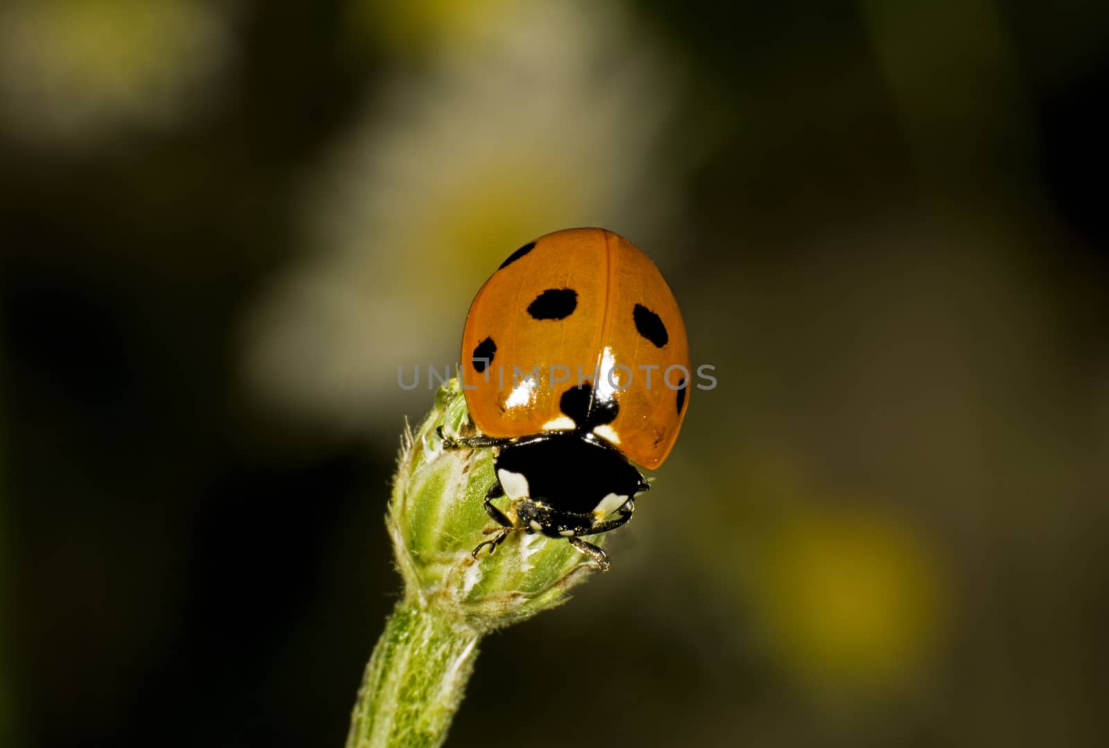 Red Ladybug by thomas_males