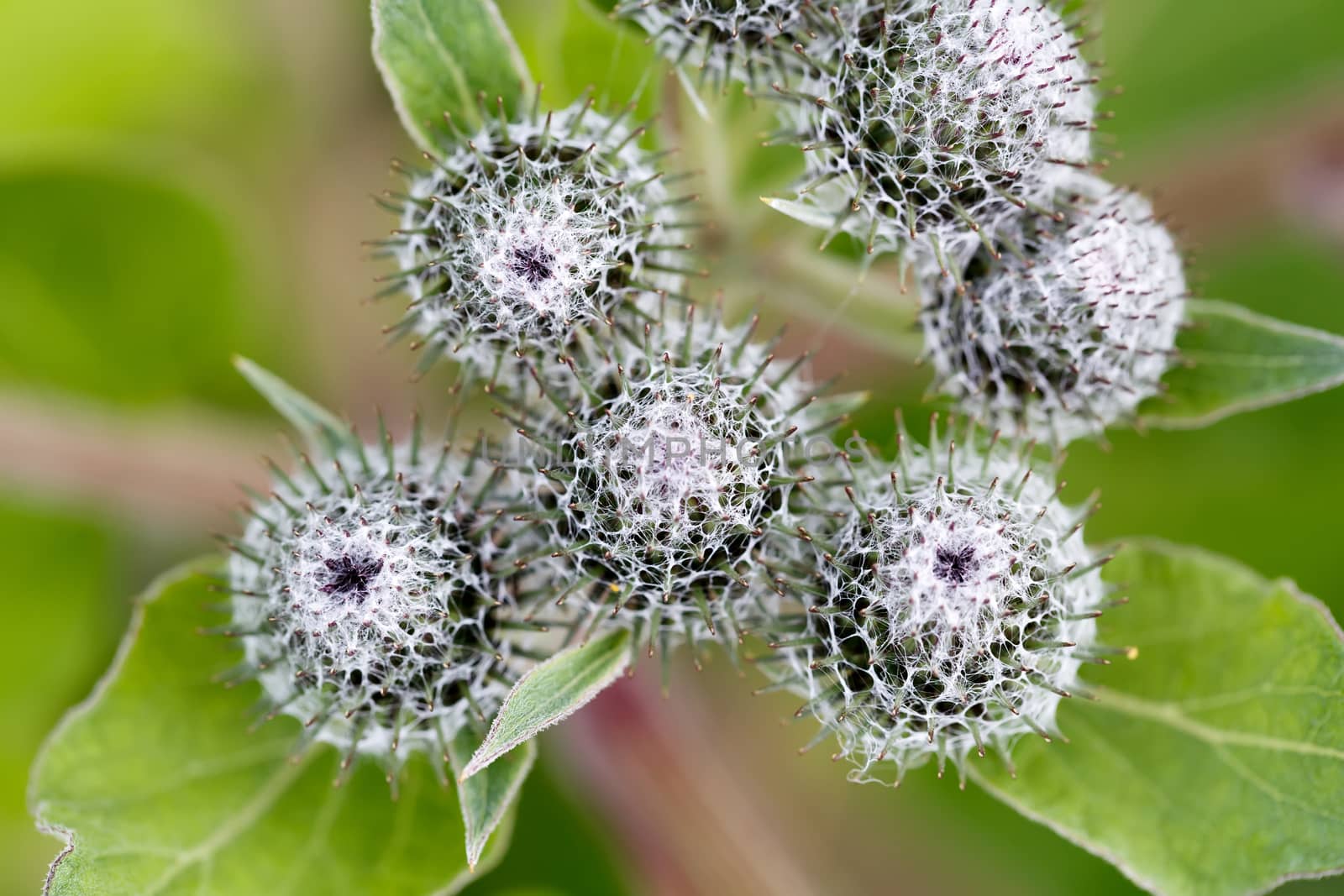green thistle after flowering with shallow focus natural background