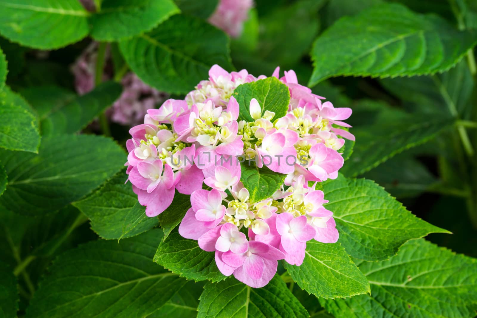 pink hydenyia flower,shallow focus