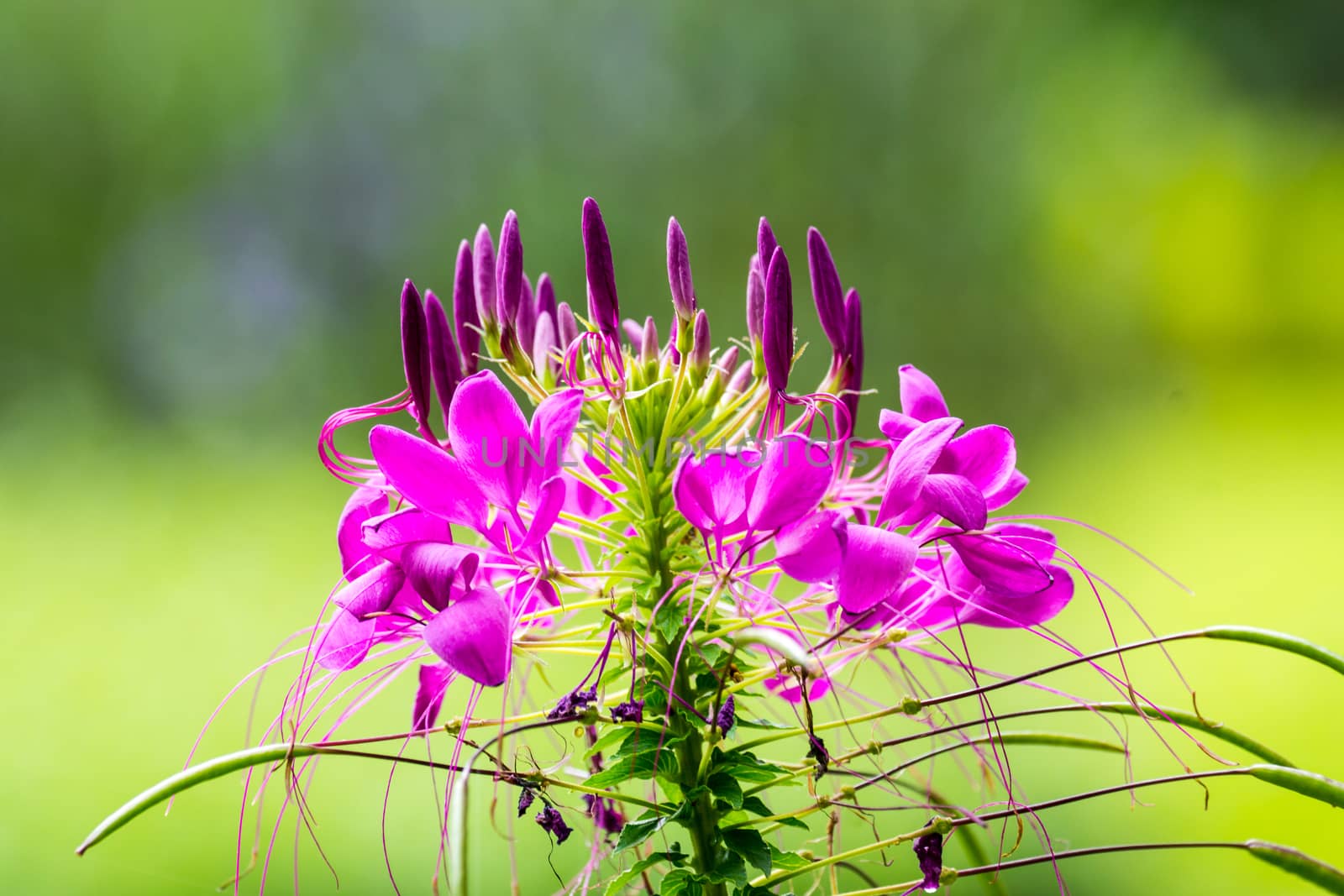 pink flower in garden,shallow focus