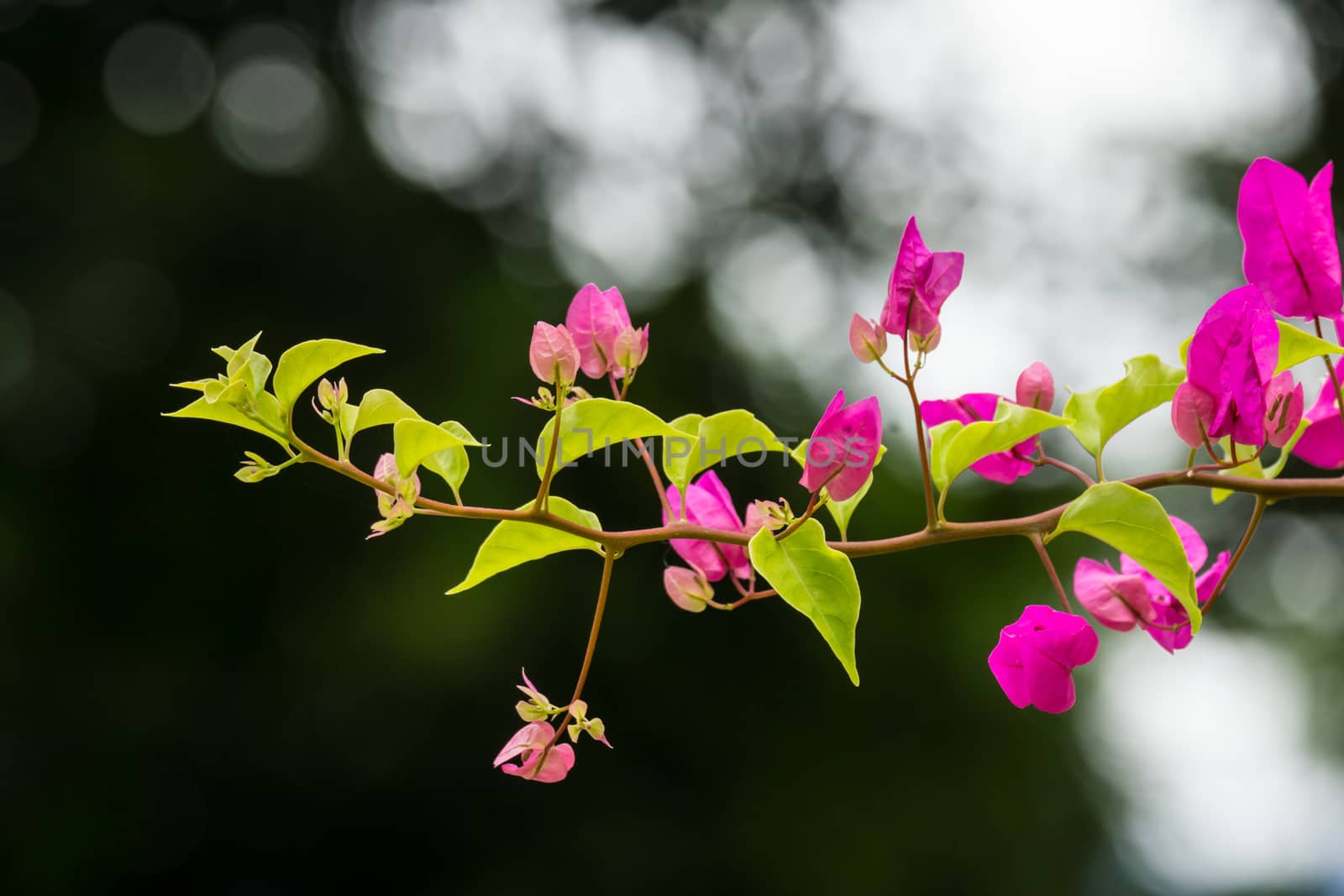 pink flower in garden,shallow focus