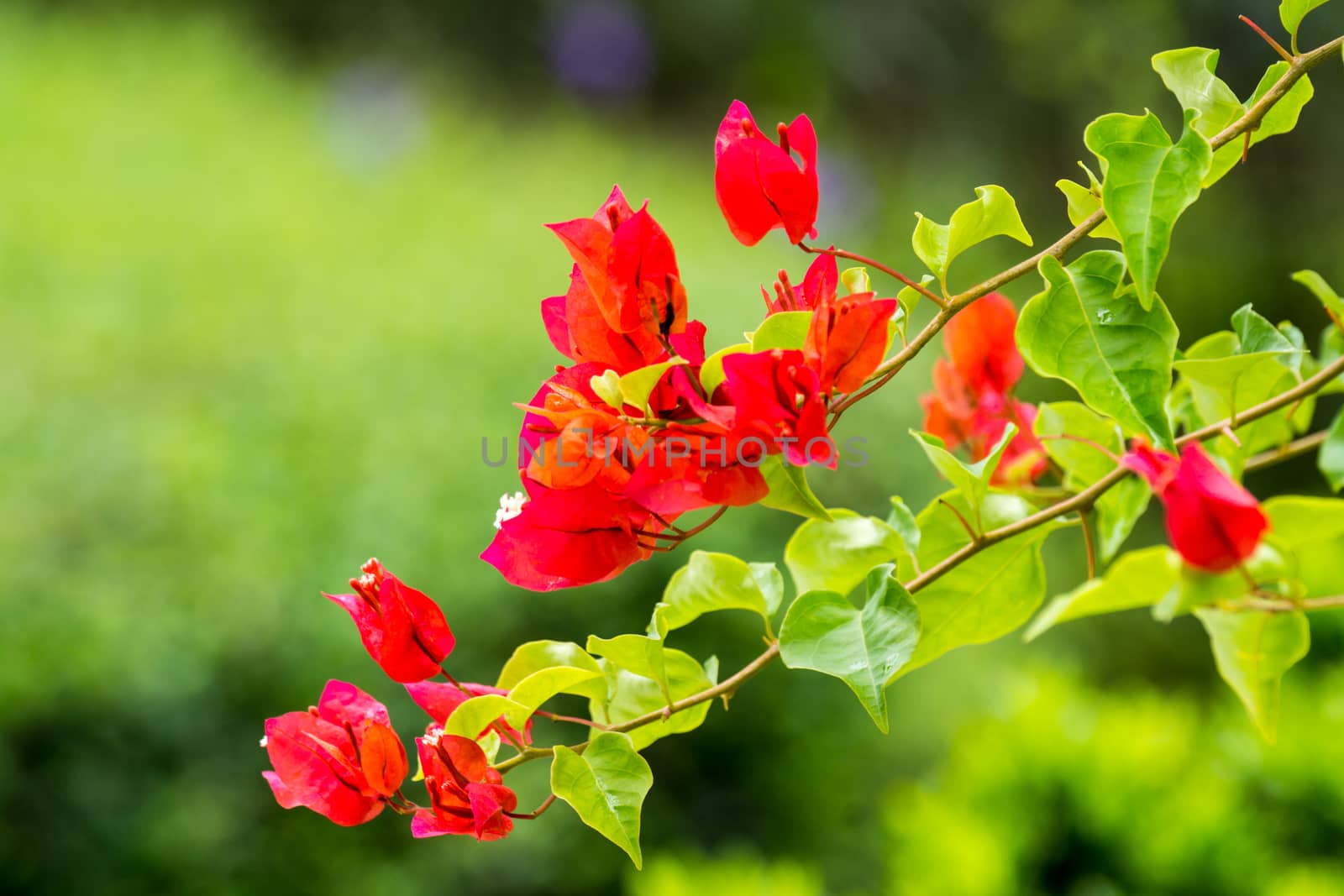 red flower in garden,shallow focus