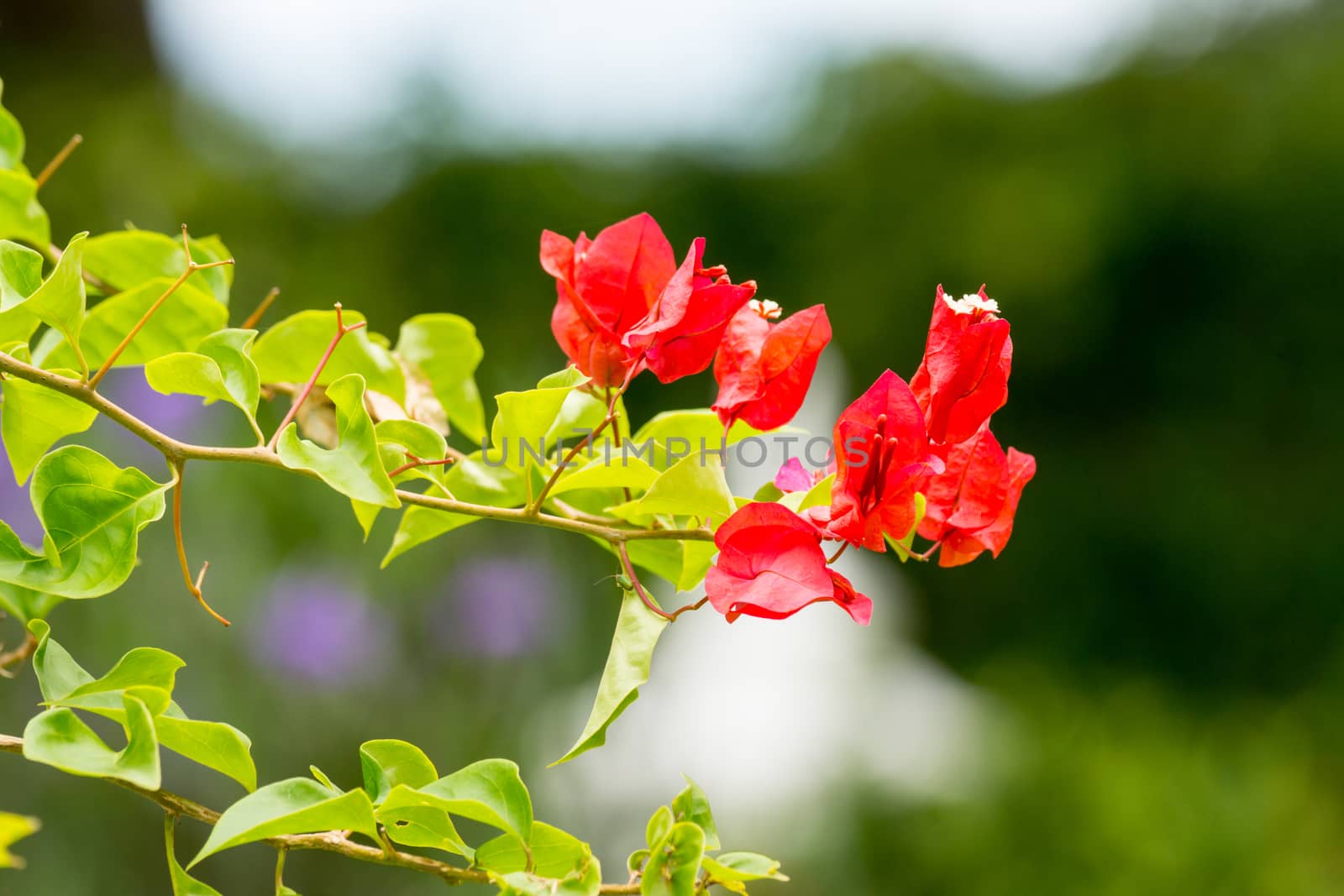 red flower in garden,shallow focus