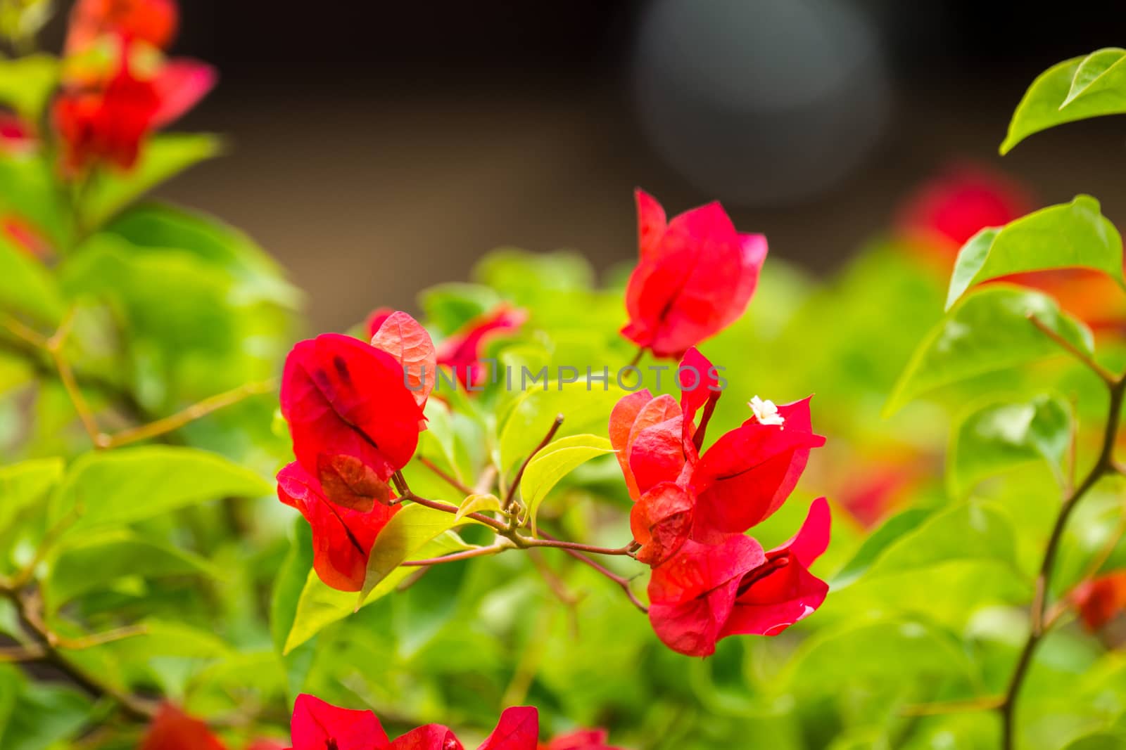 red flower in garden,shallow focus