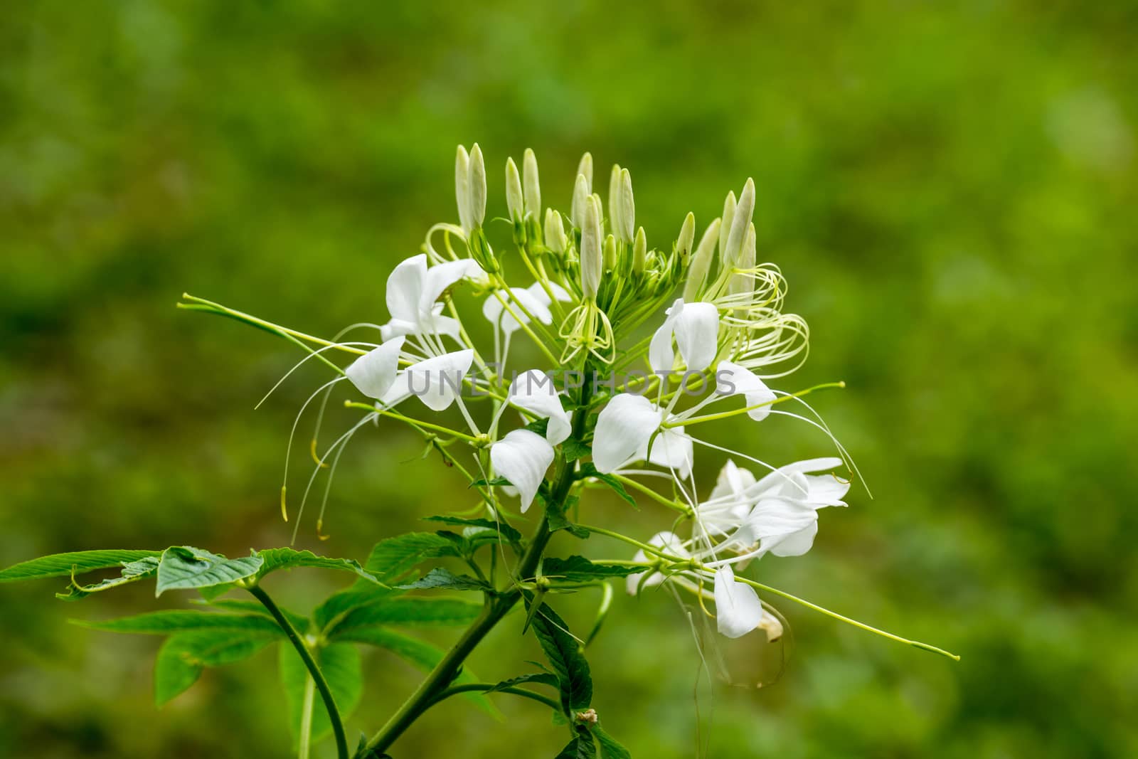 white flower in garden,shallow focus