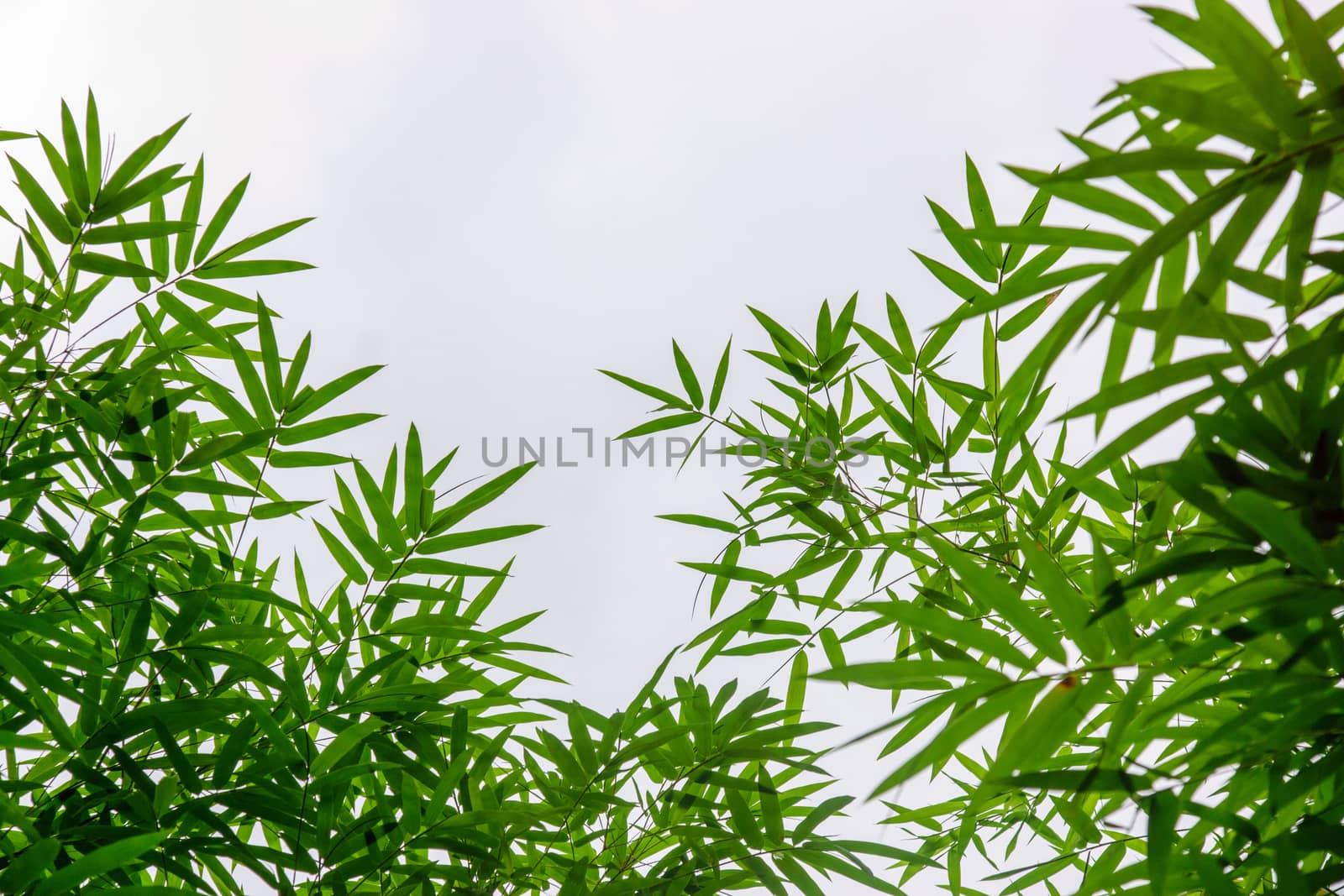 bamboo leaf on white background