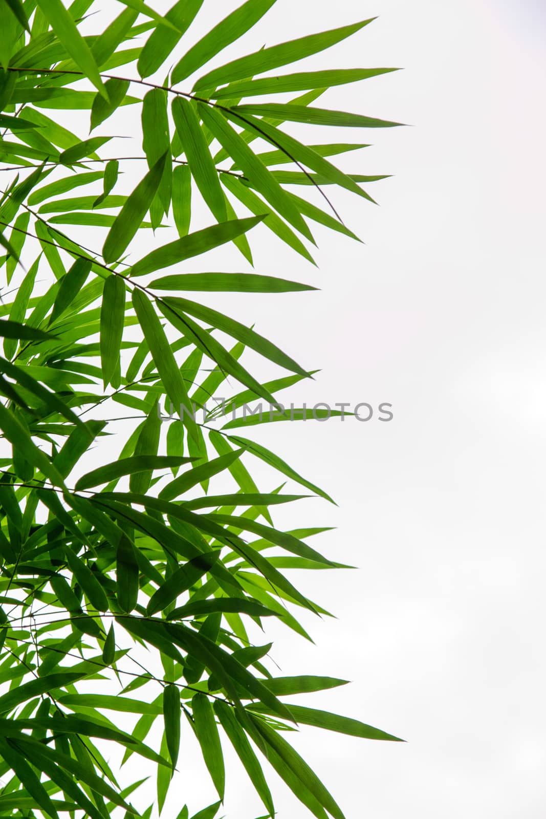 bamboo leaf background by nattapatt