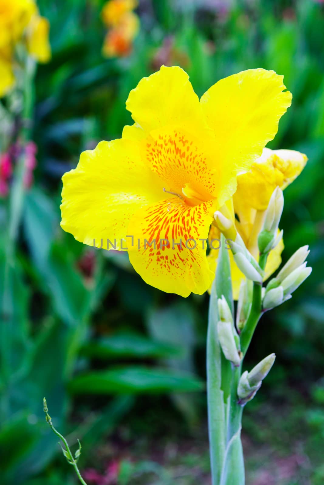 yellow flower in garden,shallow focus