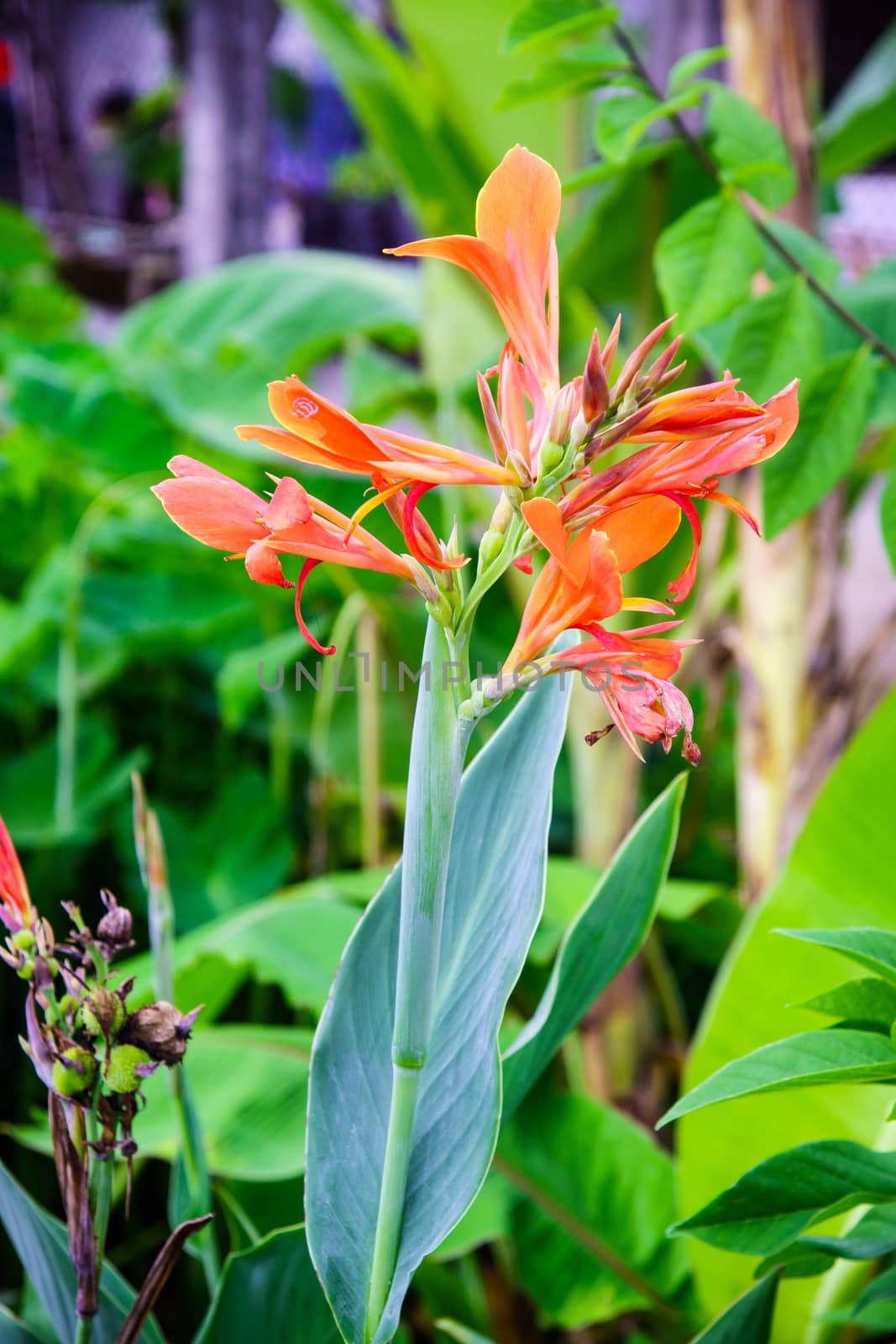 orange flower in garden,shallow focus