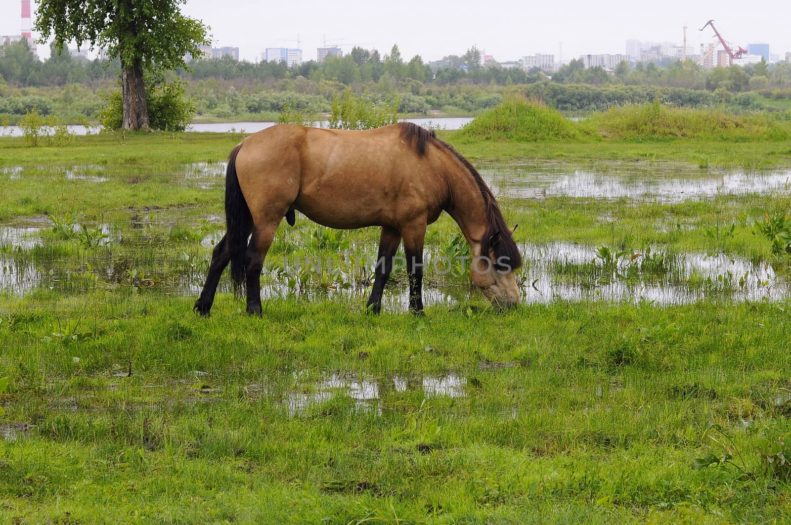The bay horse is grazed on a meadow
