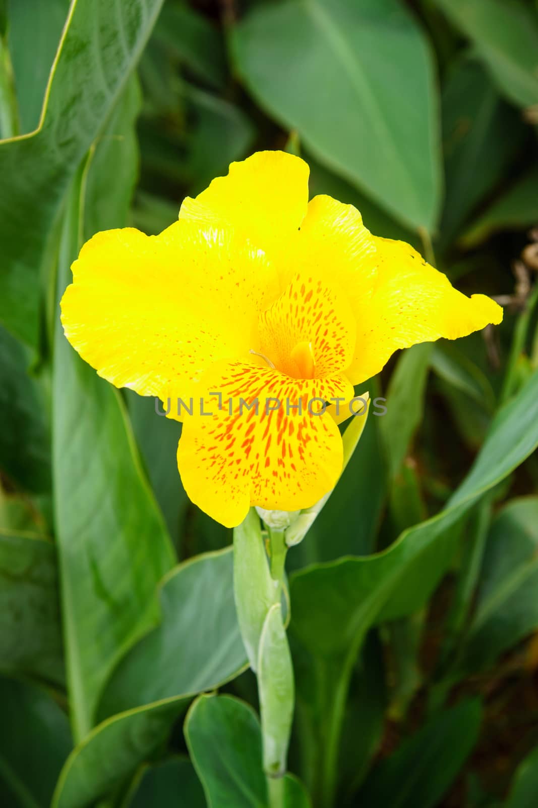 yellow flower in garden,shallow focus