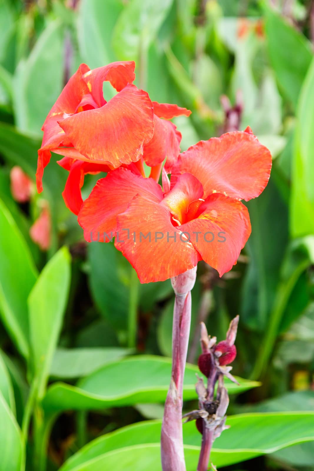 red flower in garden,shallow focus