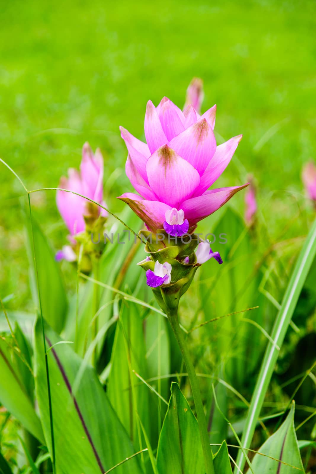 pink flower by nattapatt