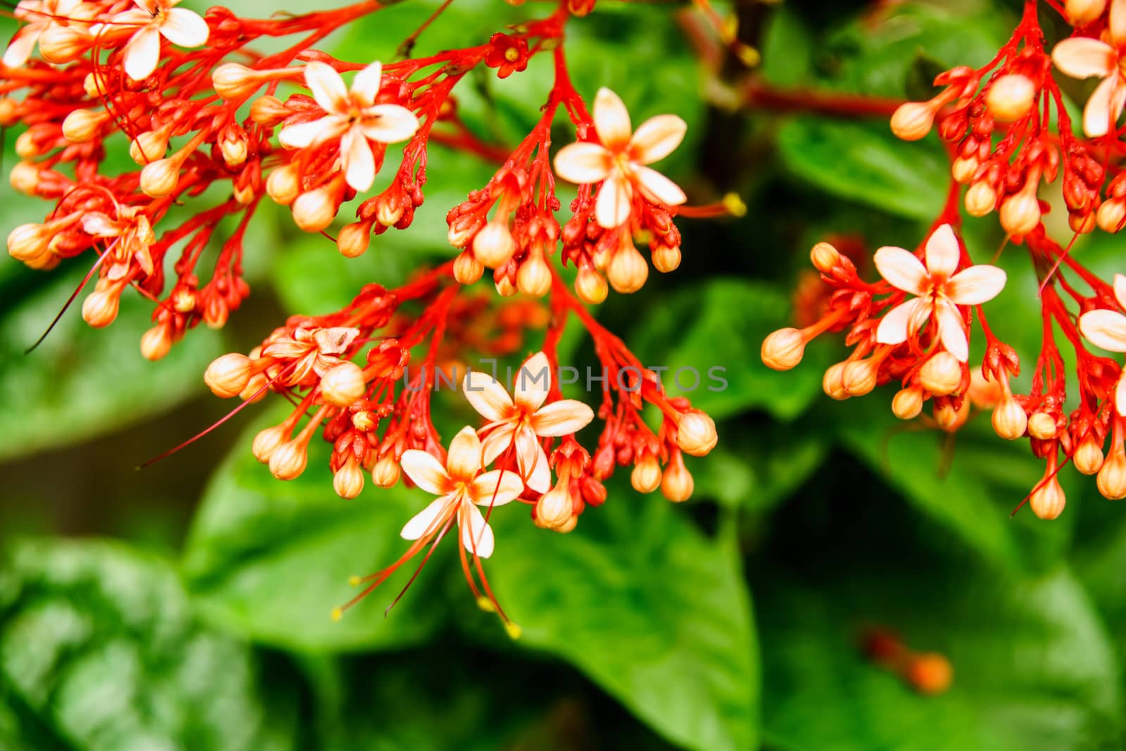 small red flower,shallow focus