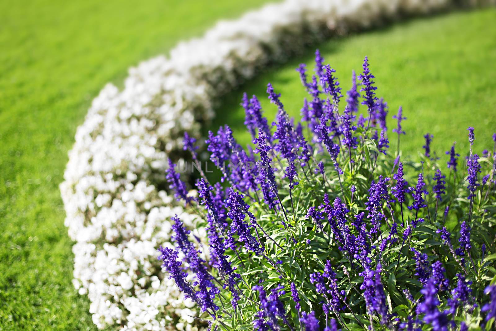 Beautiful flower garden background in Vienna city