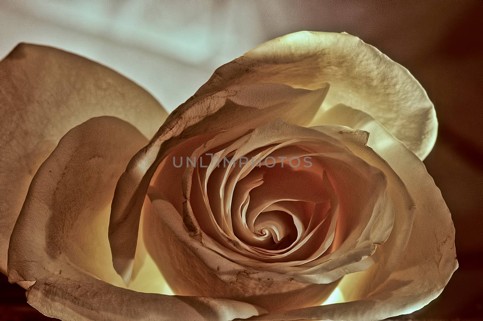 Ivory Rose 0107 by aLunaBlue