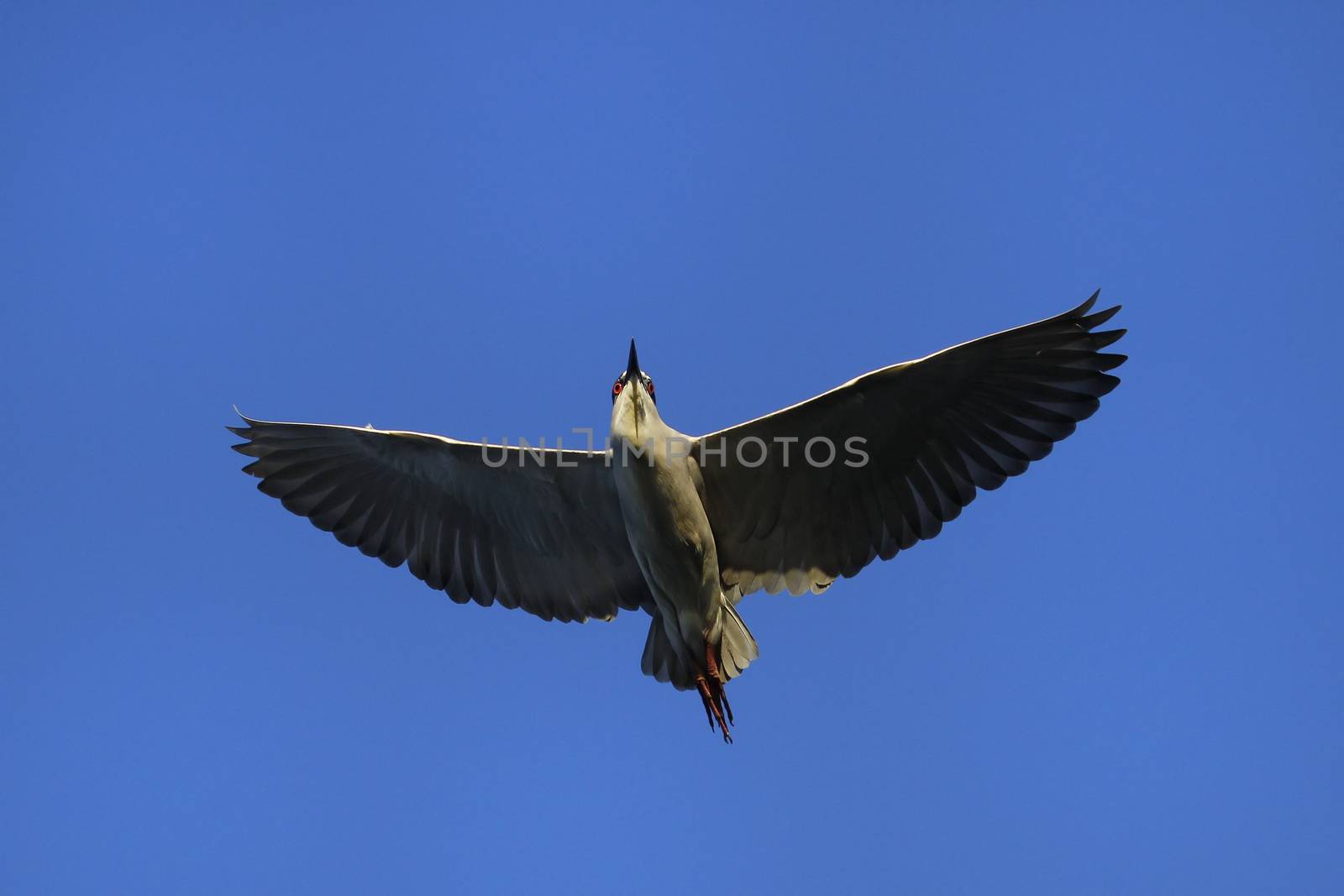 Black-crowned night heron flying in blue sky by donya_nedomam