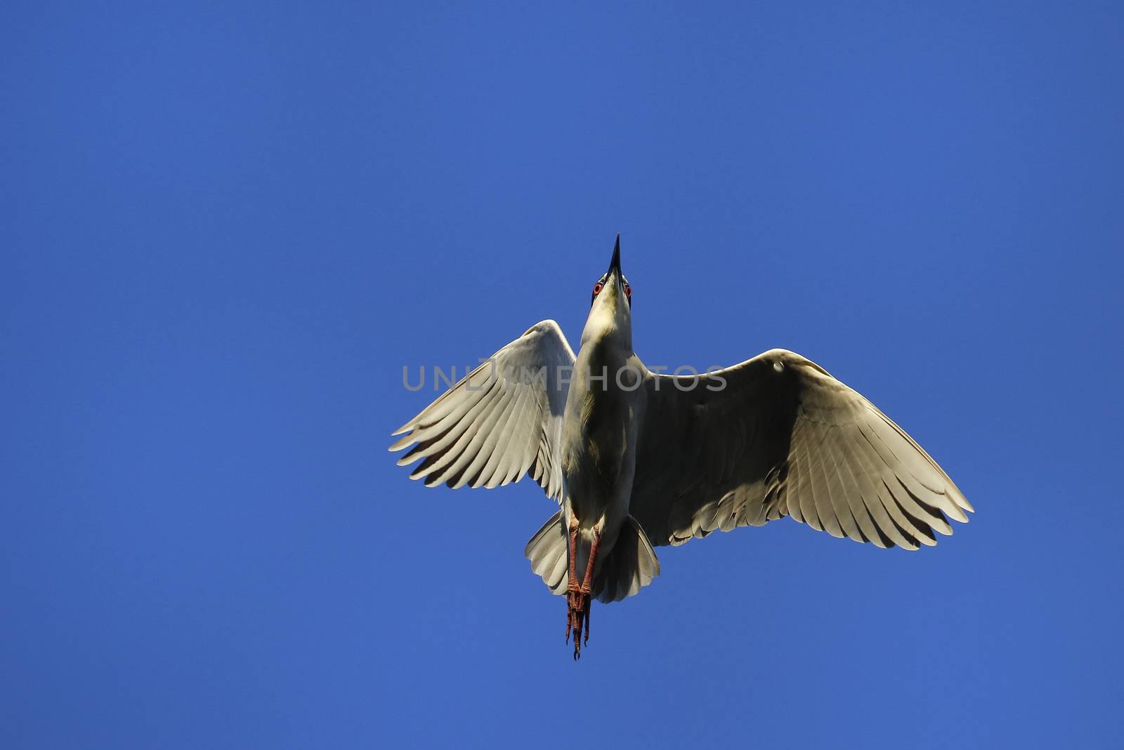 Black-crowned night heron flying in blue sky by donya_nedomam