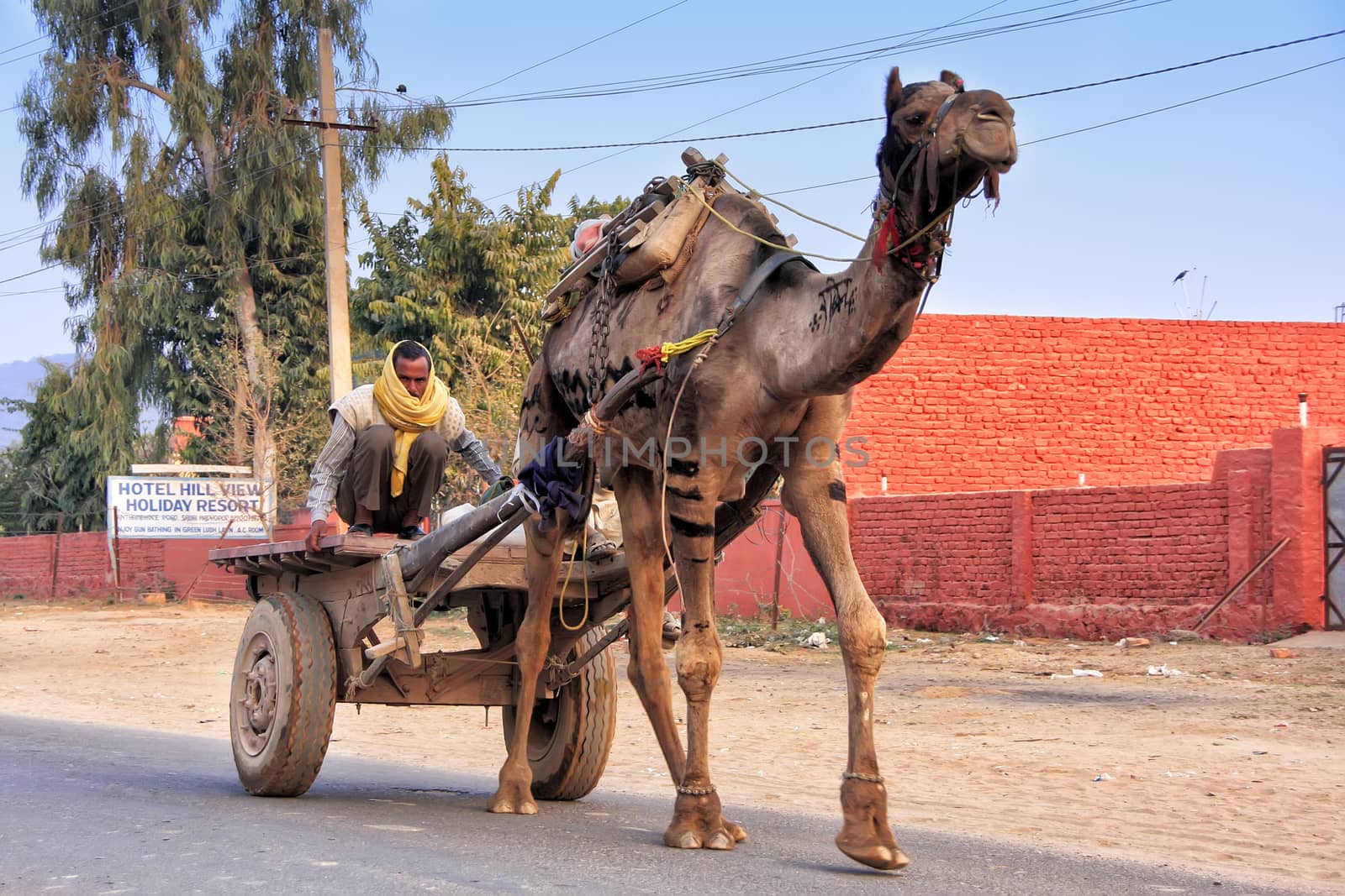 Indian man driving camel cart, Sawai Madhopur, Rajasthan, India